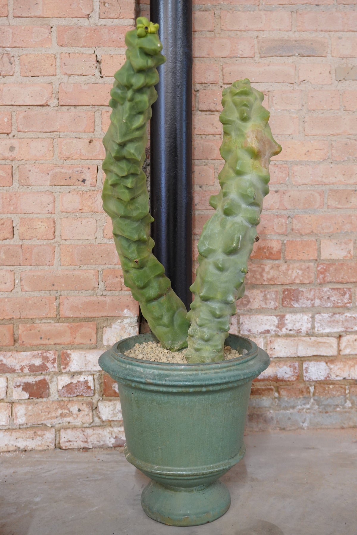 Two columns of a Lophocereus schotii cactus in a green urn in front of a brick wall ©Installation view of VERDE at Secrist Beach SATELLITE