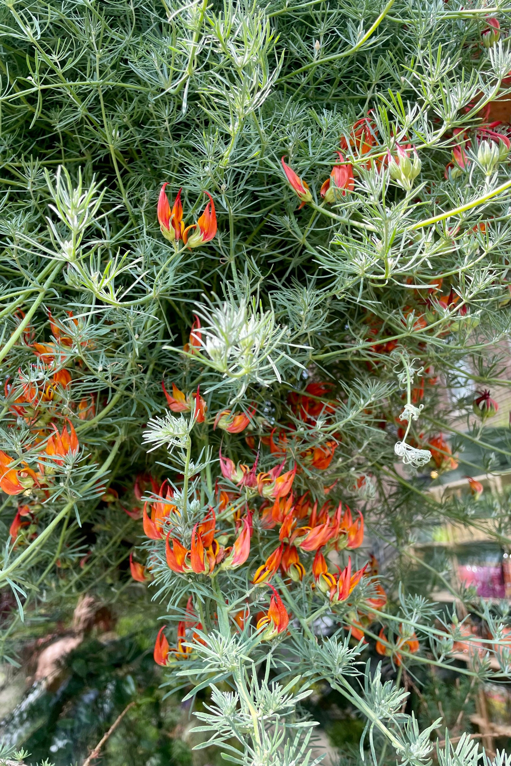 Up close picture of the gray green needle like leaves and orange red flowers of the Lotus berthelotii ©Sprout Home