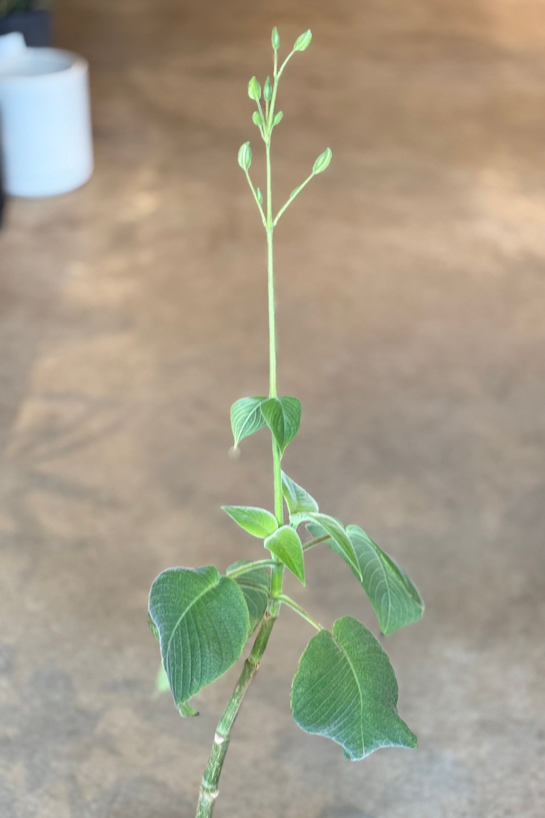 Green Louteridium donnell-smithii plant stem with leaves on a blurred background ©Sprout Home