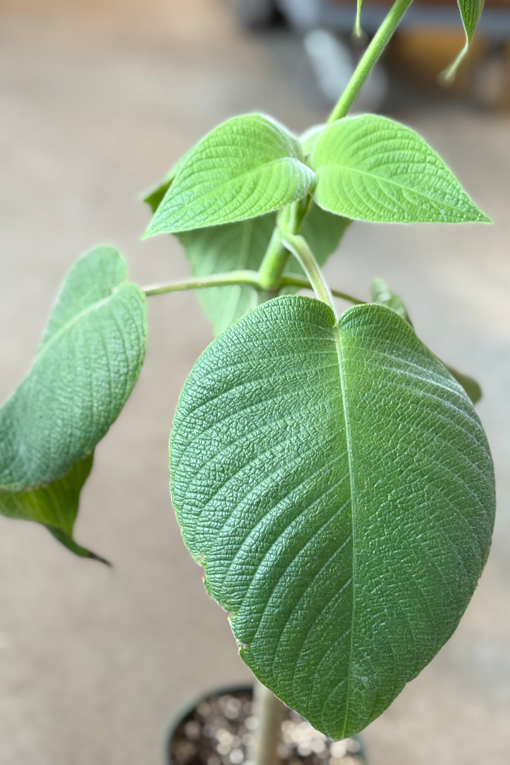 Close-up of a green Louteridium donnell-smithii leaves with a blurred background ©Sprout Home