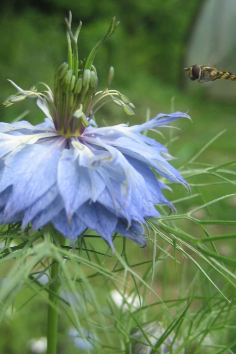 Love in a mist plant in bloom showing its blue flower up close with a bee flying to it by Hudson Valley Seed Company ©Hudson Valley Seed Co.