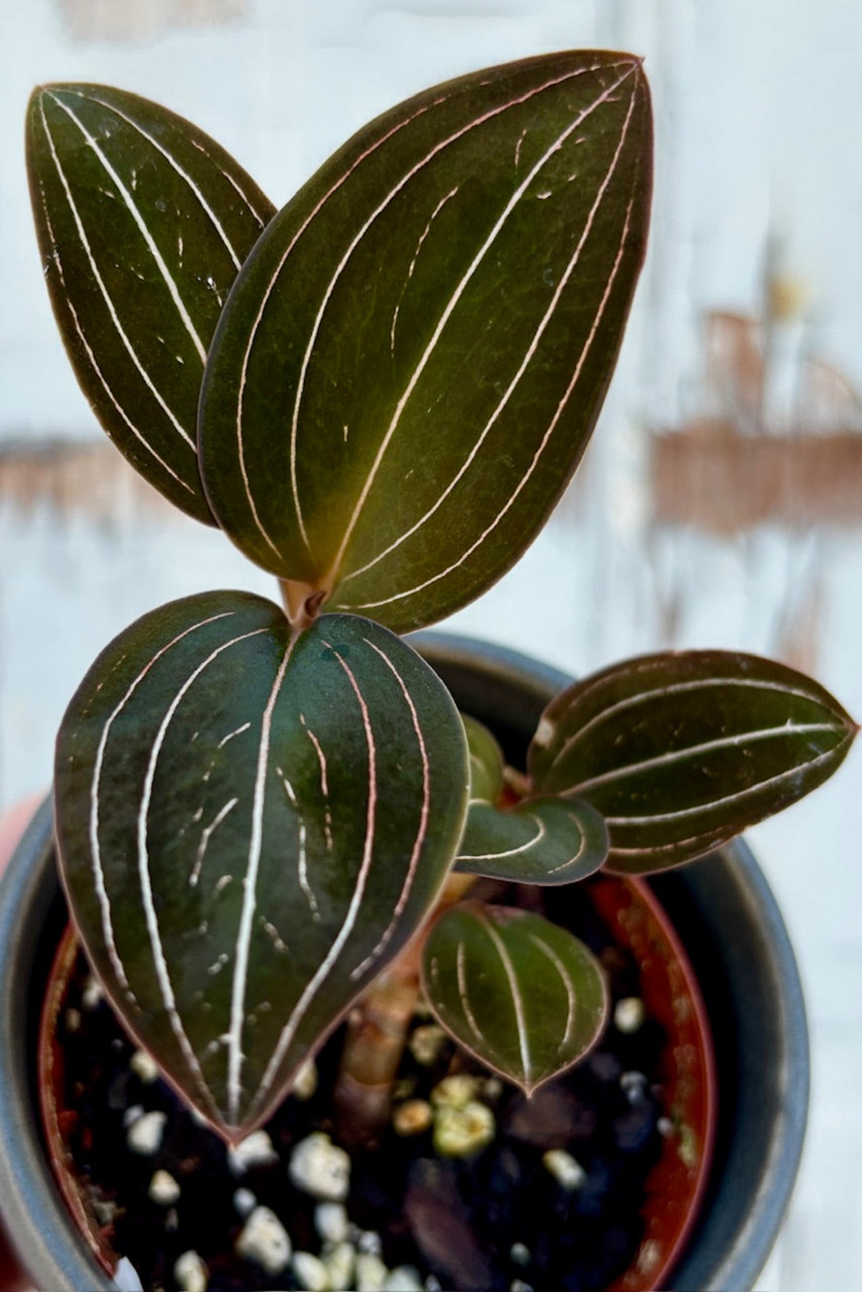 Close up photo of plant with dark velvety leaves accented with white/blush striping of Ludicisa "Jewel Orchid" ©Sprout Home