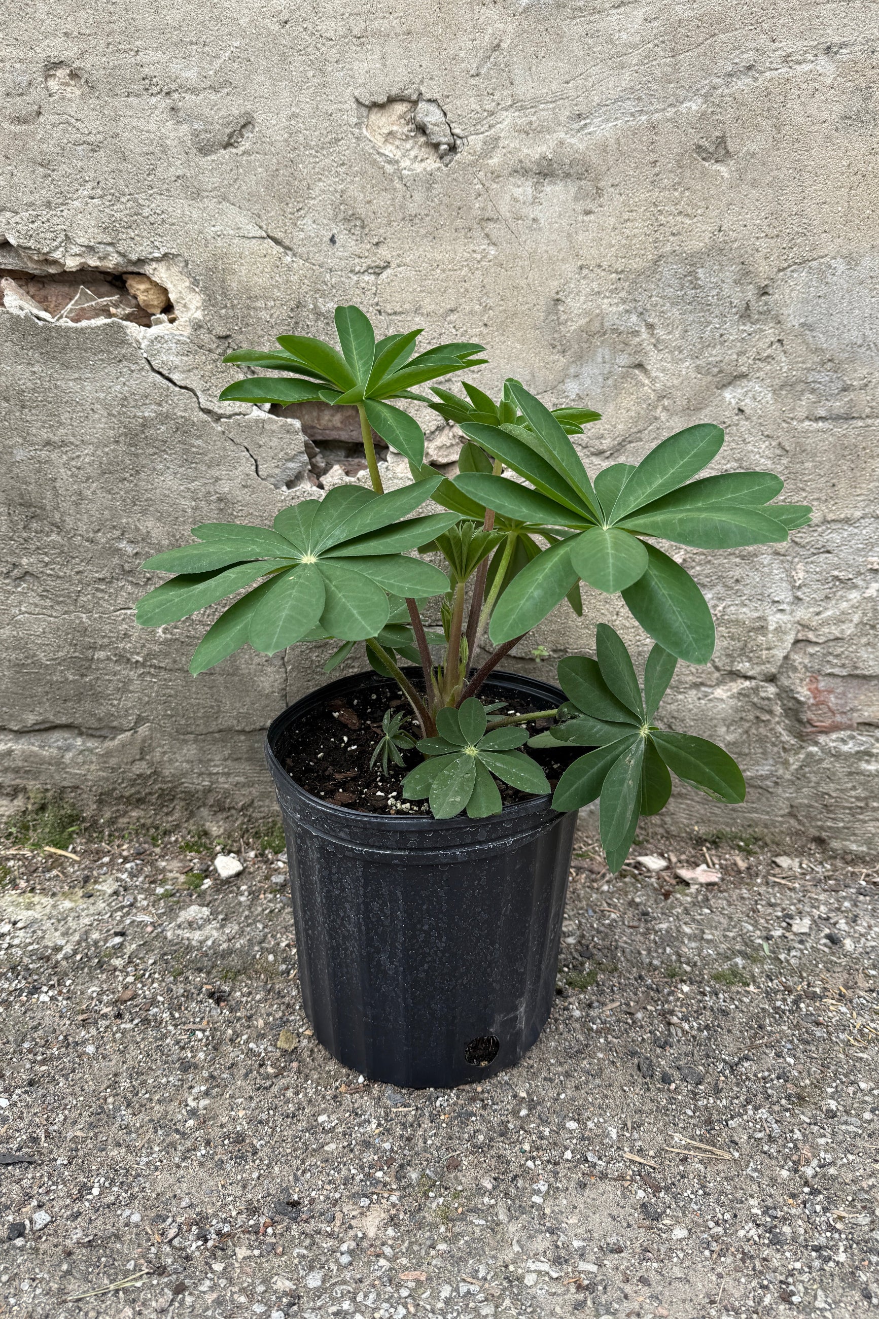 Lupinus 'Persian Slipper' in a #2 growers pot the end of April prior to bloom ©Sprout Home