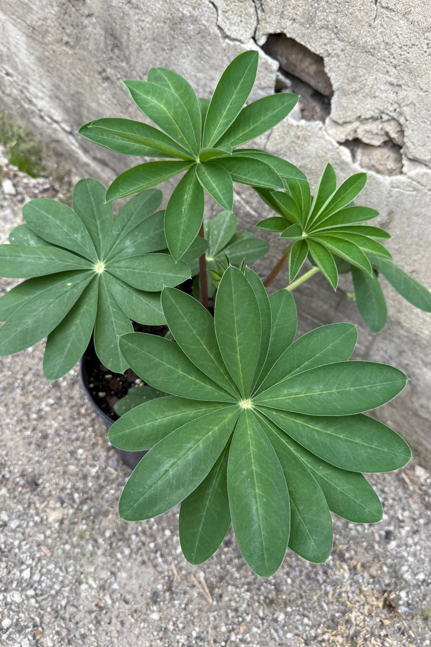 Lupinus 'Persian Slipper' detail of the leaves the end of April prior to bloom ©Sprout Home