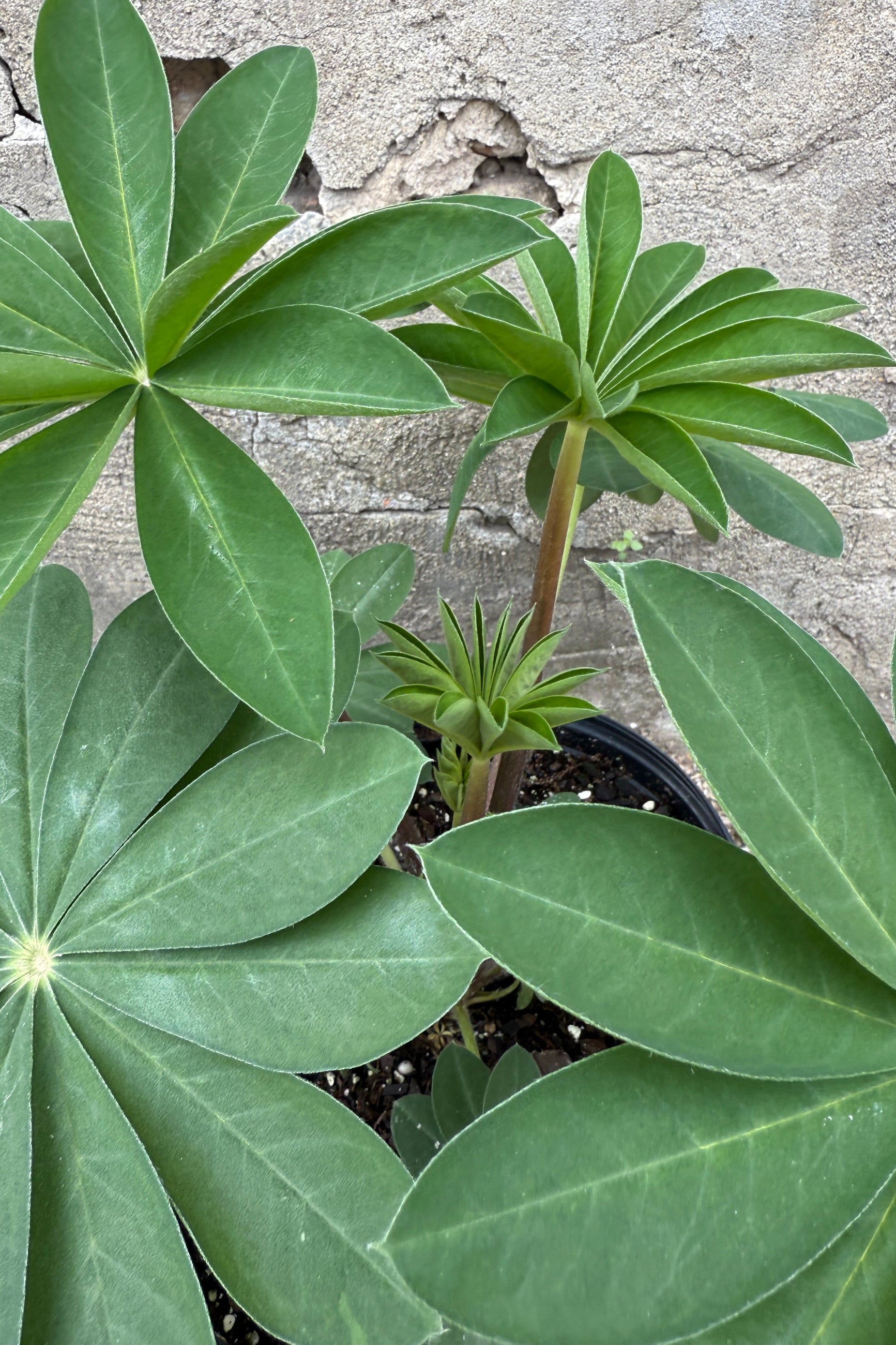 Lupinus 'Persian Slipper' detail of the leaves the end of April prior to bloom ©Sprout Home