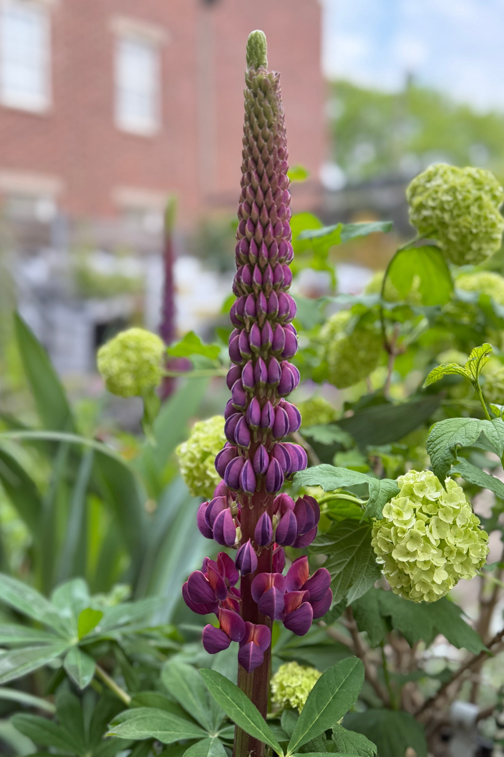 'Westcounty Masterpiece' buds starting to open the very beginning of May ©Sprout Home