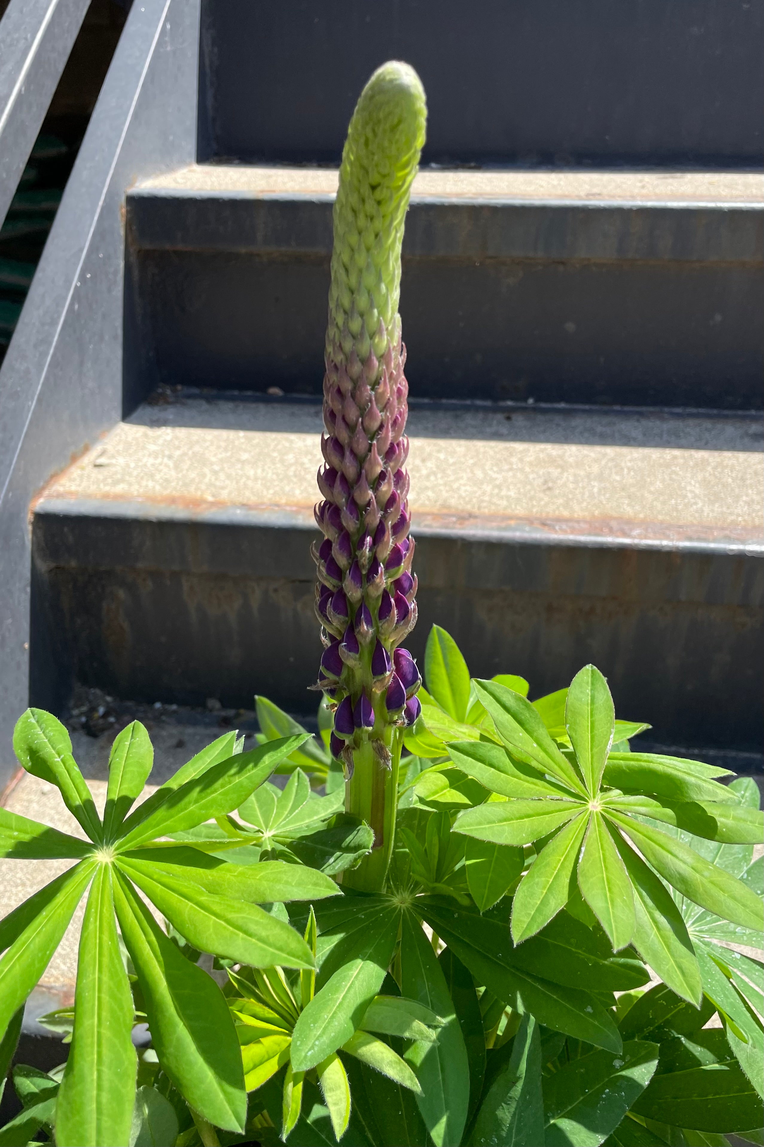 Lupinus 'Westcountry Masterpiece' starting to show its purple buds on the stalk above green foliage the beginning of May.
