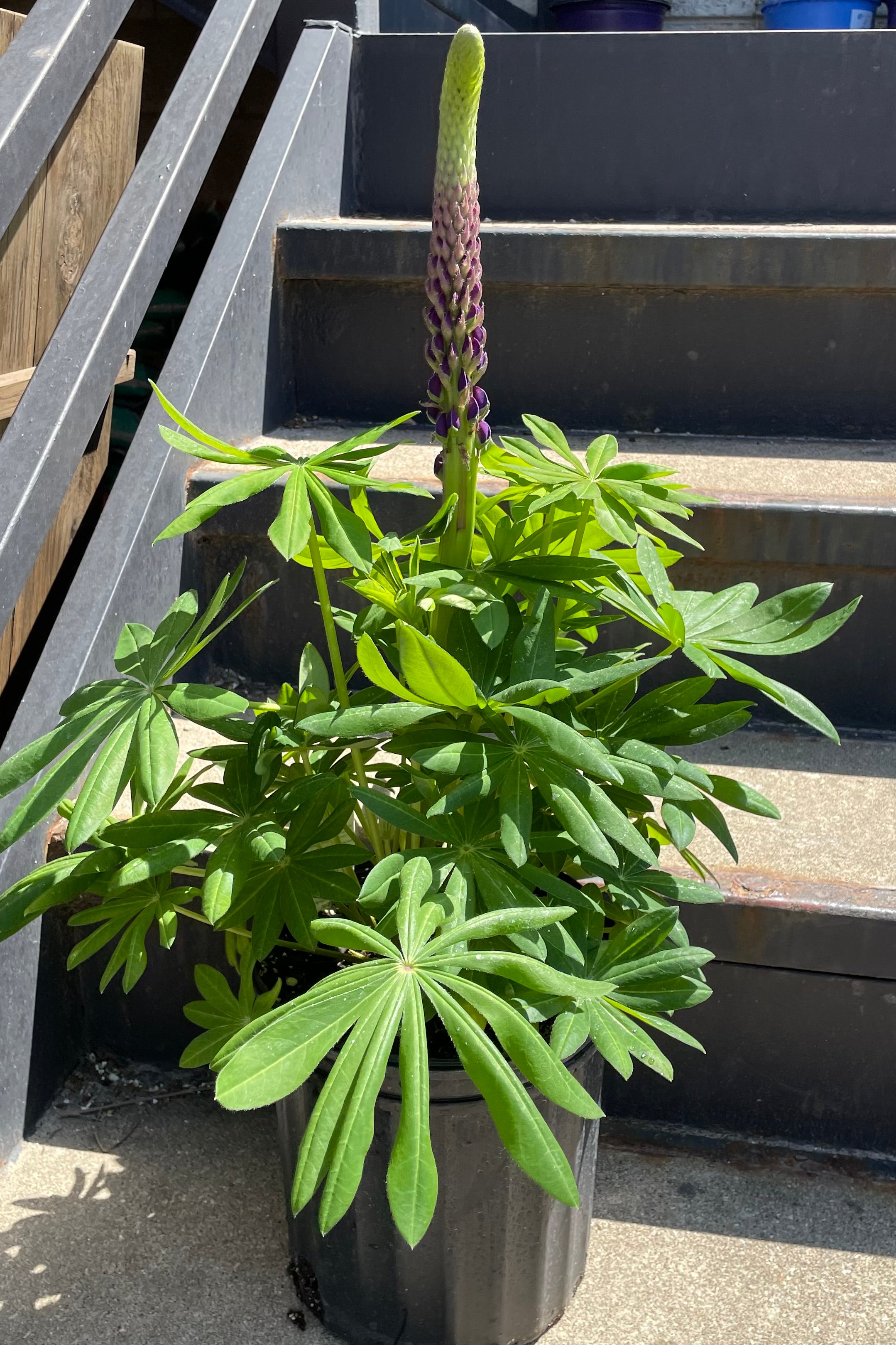 Lupinus 'Westcountry Masterpiece' in a #2 pot the beginning of May showing the start of the flower spike rising above the green foliage.