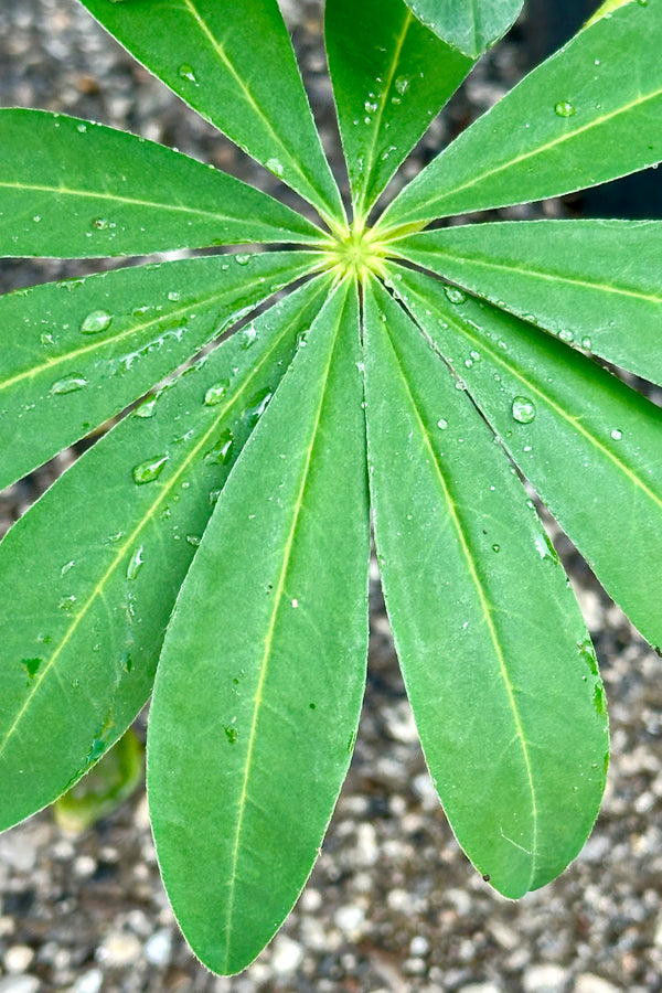 A detail of the ovate radiating green leaves the beginning of May of the Lupinus 'Desert Sun'