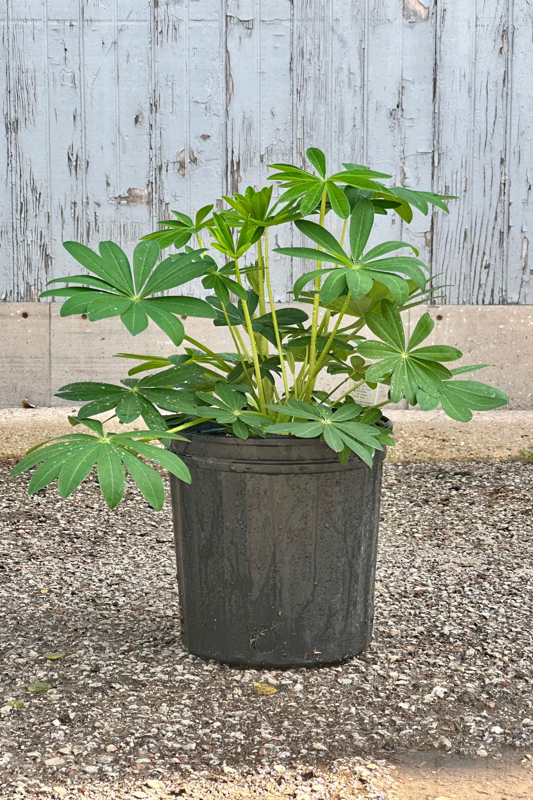 Lupinus 'Desert Sun' in a #2 growers pot the beginning of May before bud and bloom at Sprout Home. ©Sprout Home