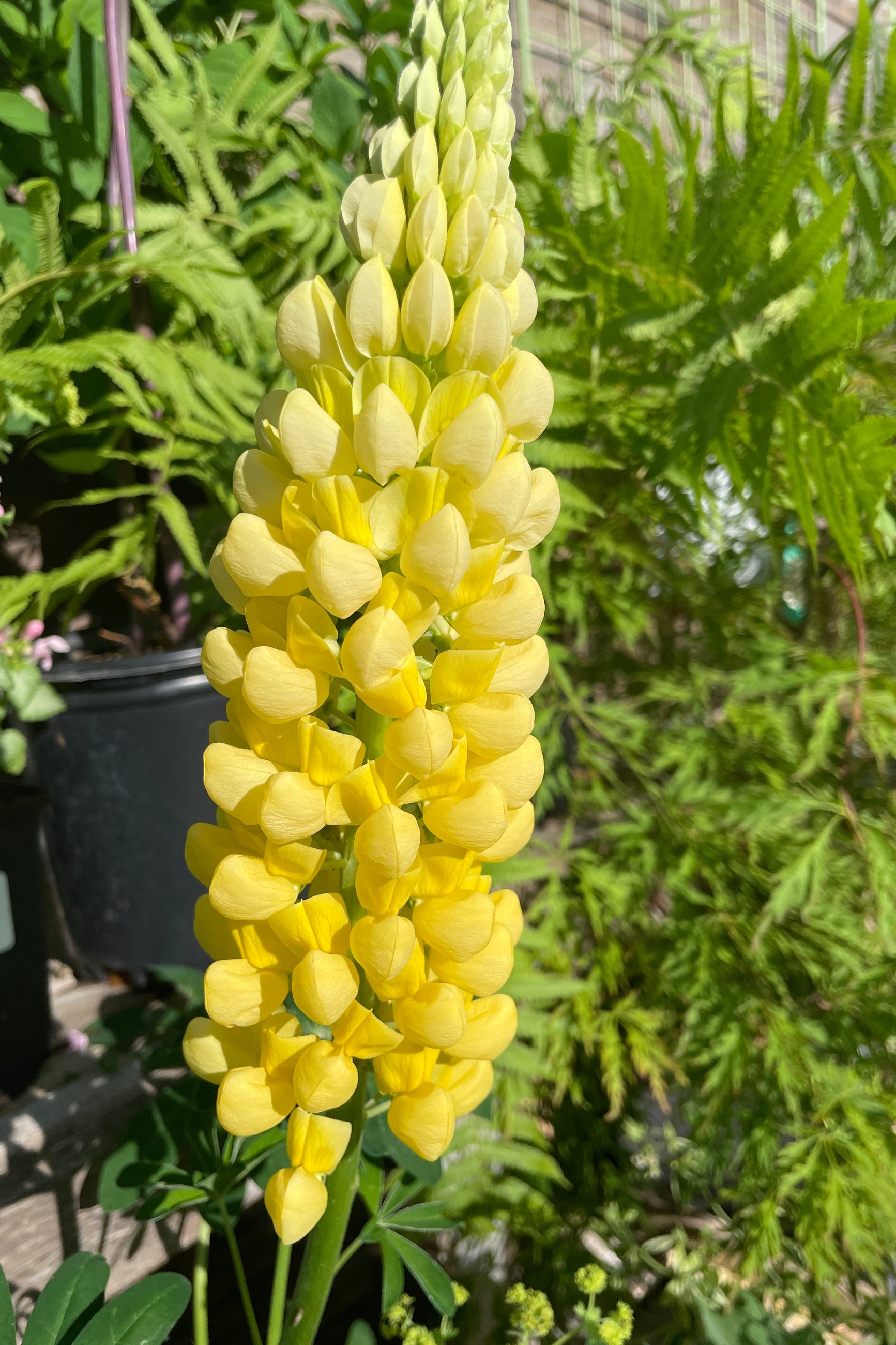 The yellow flower of the Lupinus 'Desert Sun' mid to end of May at Sprout Home. ©Sprout Home