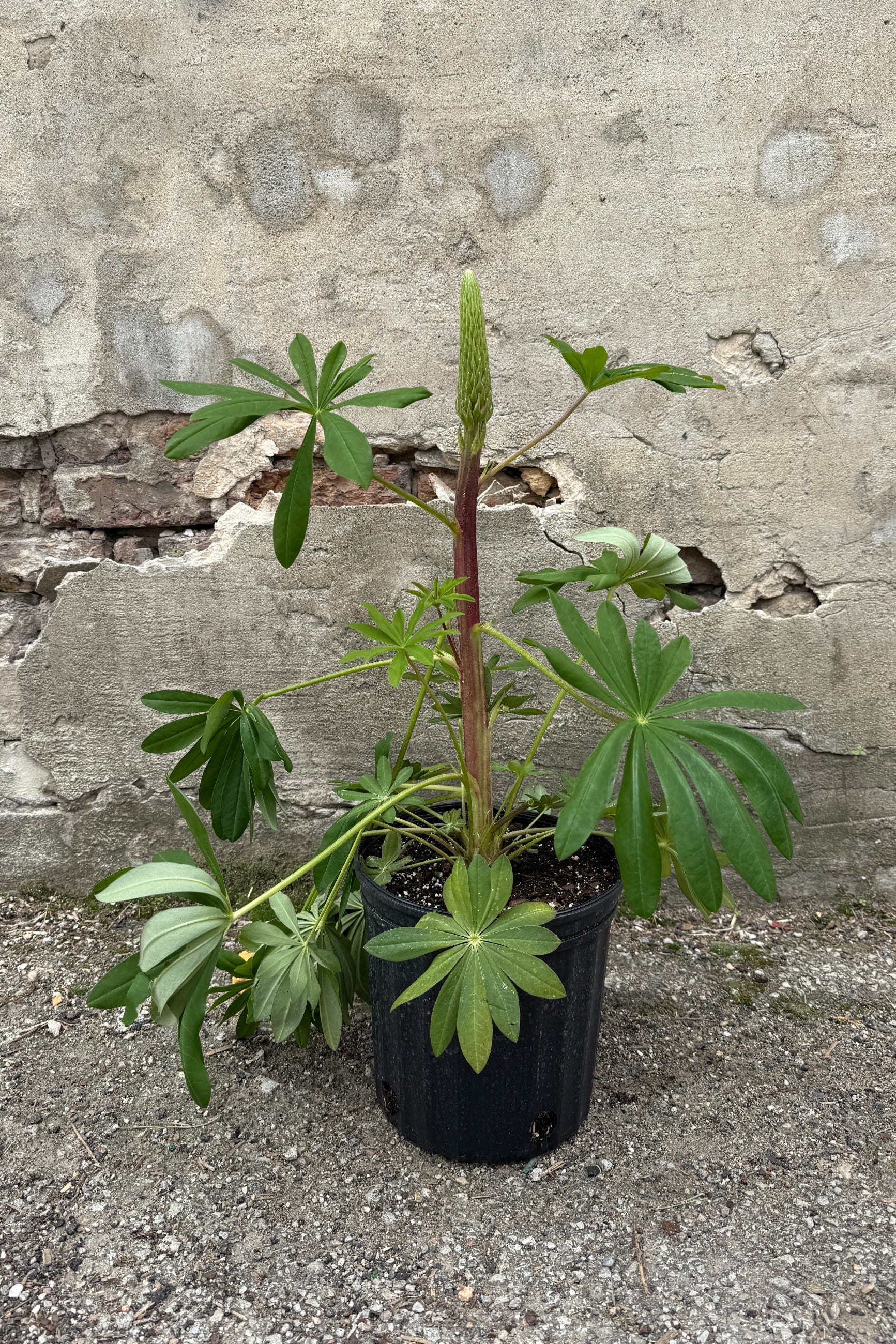Lupinus Towering Inferno in April in a #2 growers pot (©Sprout Home)