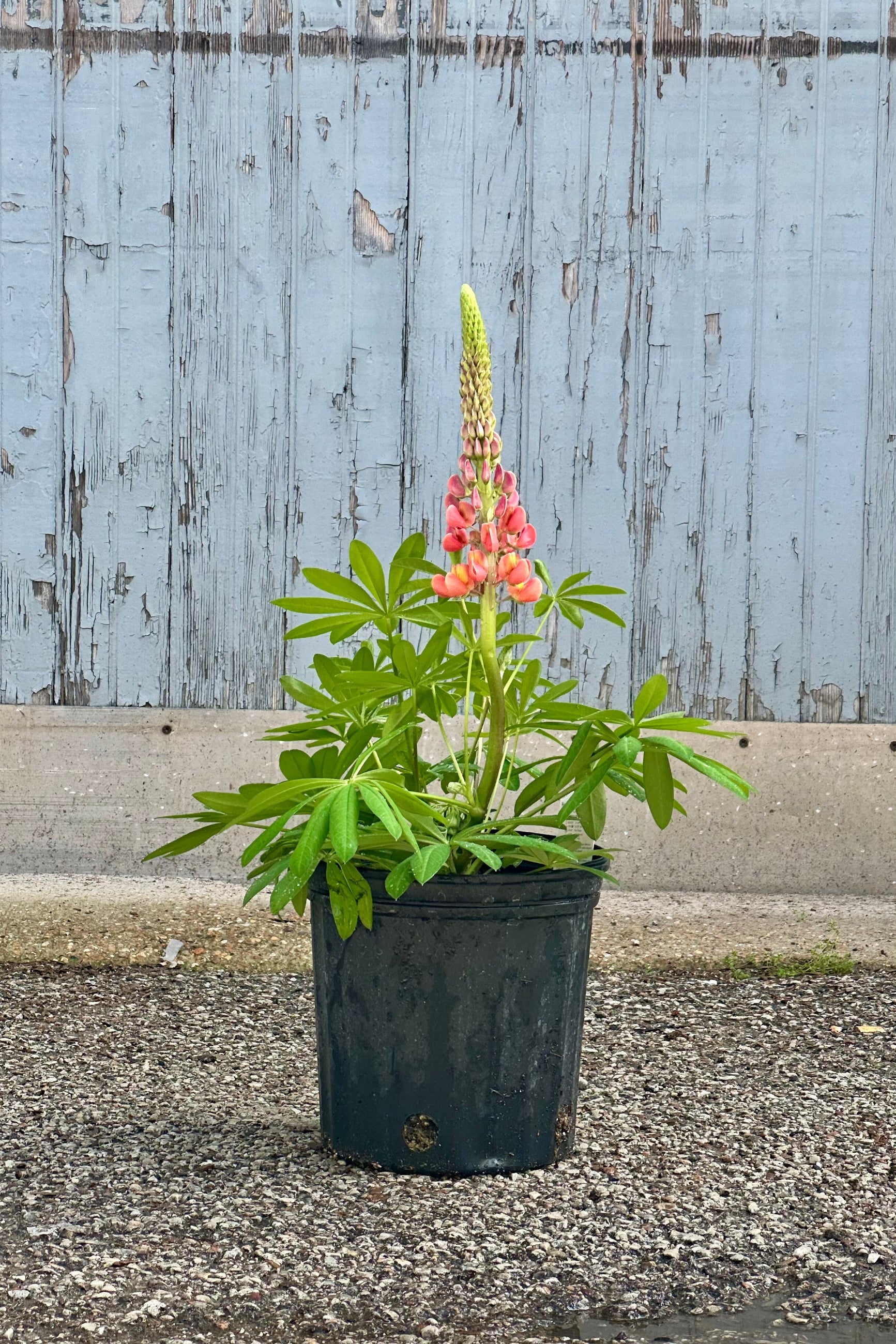 'Terracotta' Lupine perennial in a #2 growers pot just starting to bud and bloom the beginning of May at Sprout Home. ©Sprout Home