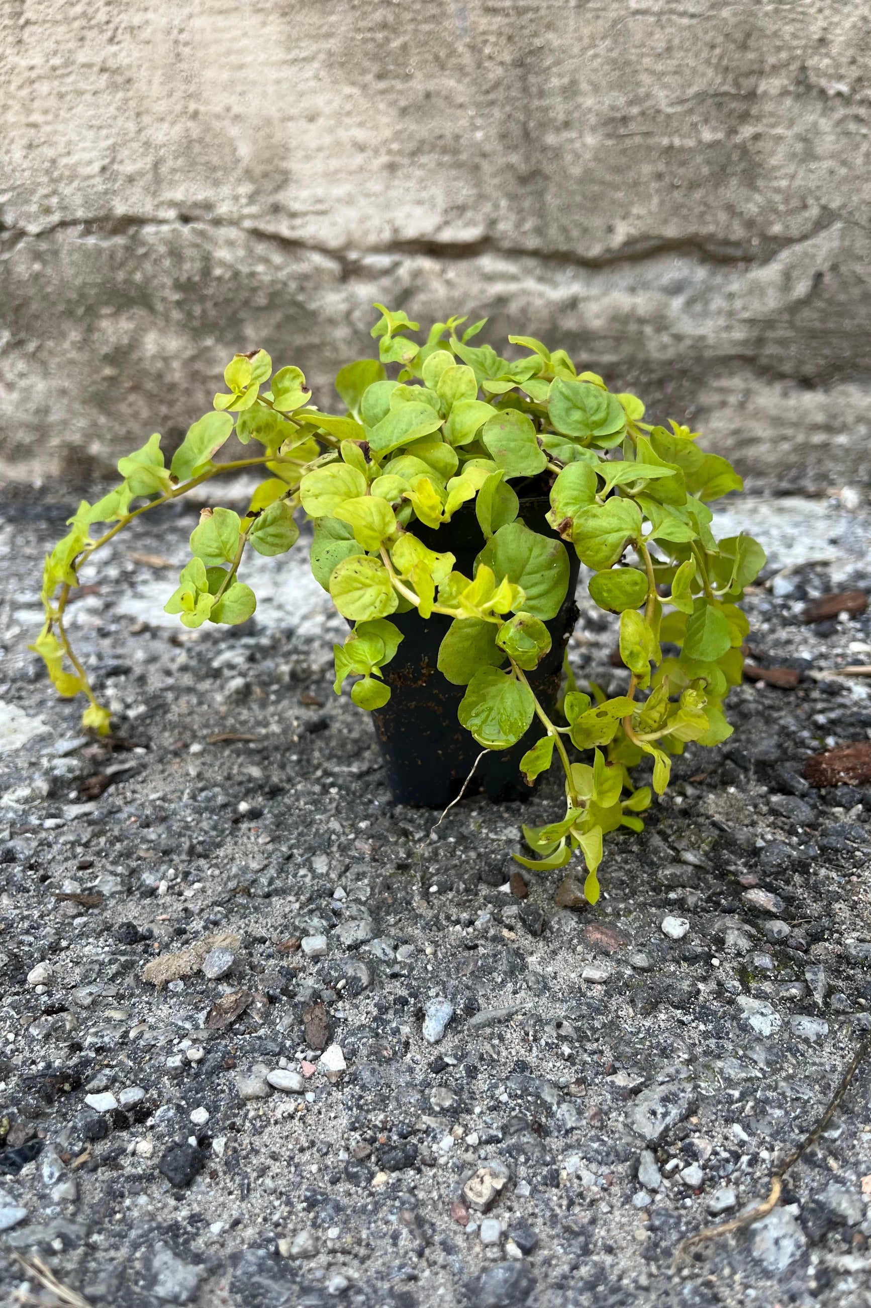 Lysimachia nummalaria 'Aurea', or "Golden Creeping Jenny", in 2.5" growers pot, bright yellow green 3/4" round leaves, shown draping over the front of containers ©Sprout Home