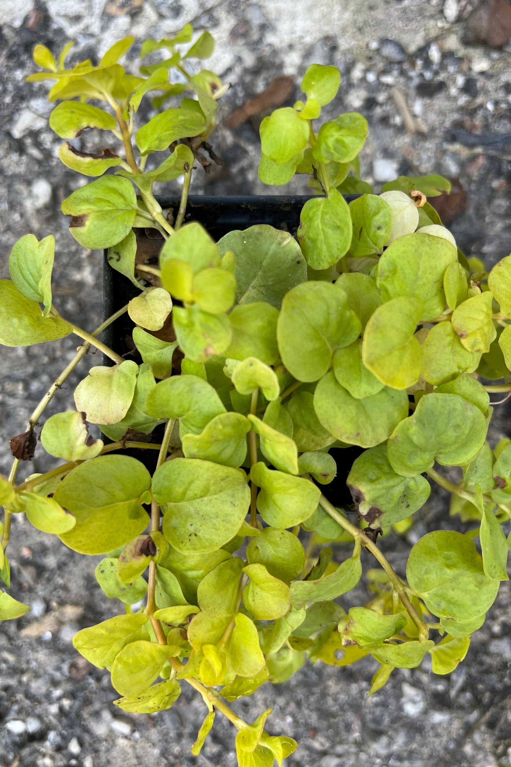 Detail image of Lysimachia nummalaria 'Aurea', or "Golden Creeping Jenny", bright yellow green 3/4" round leaves, shown in July ©Sprout Home