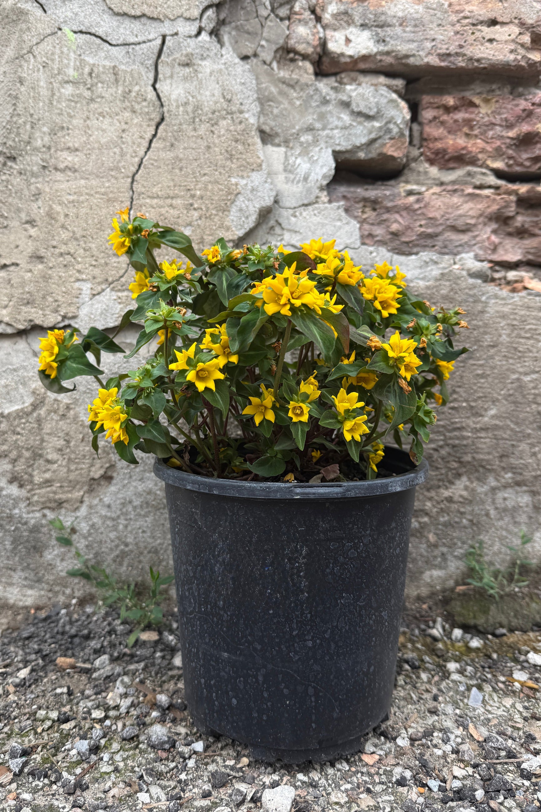 Lysimachia a. 'Night Light' in a #1 growers pot in full bloom with yellow flowers the beginning of July against a concrete wall ©Sprout Home