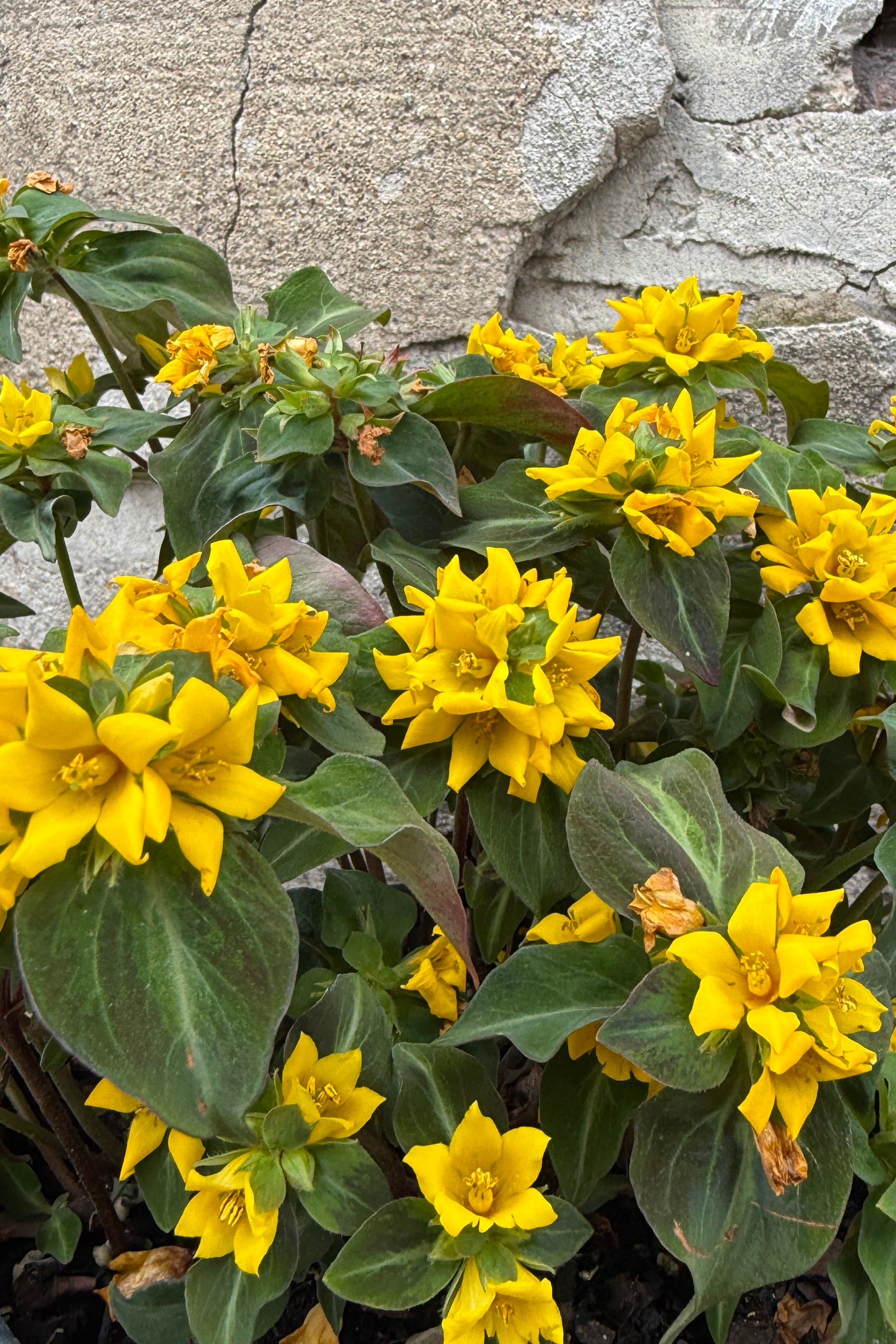 Lysimachia a. 'Night Light' #1