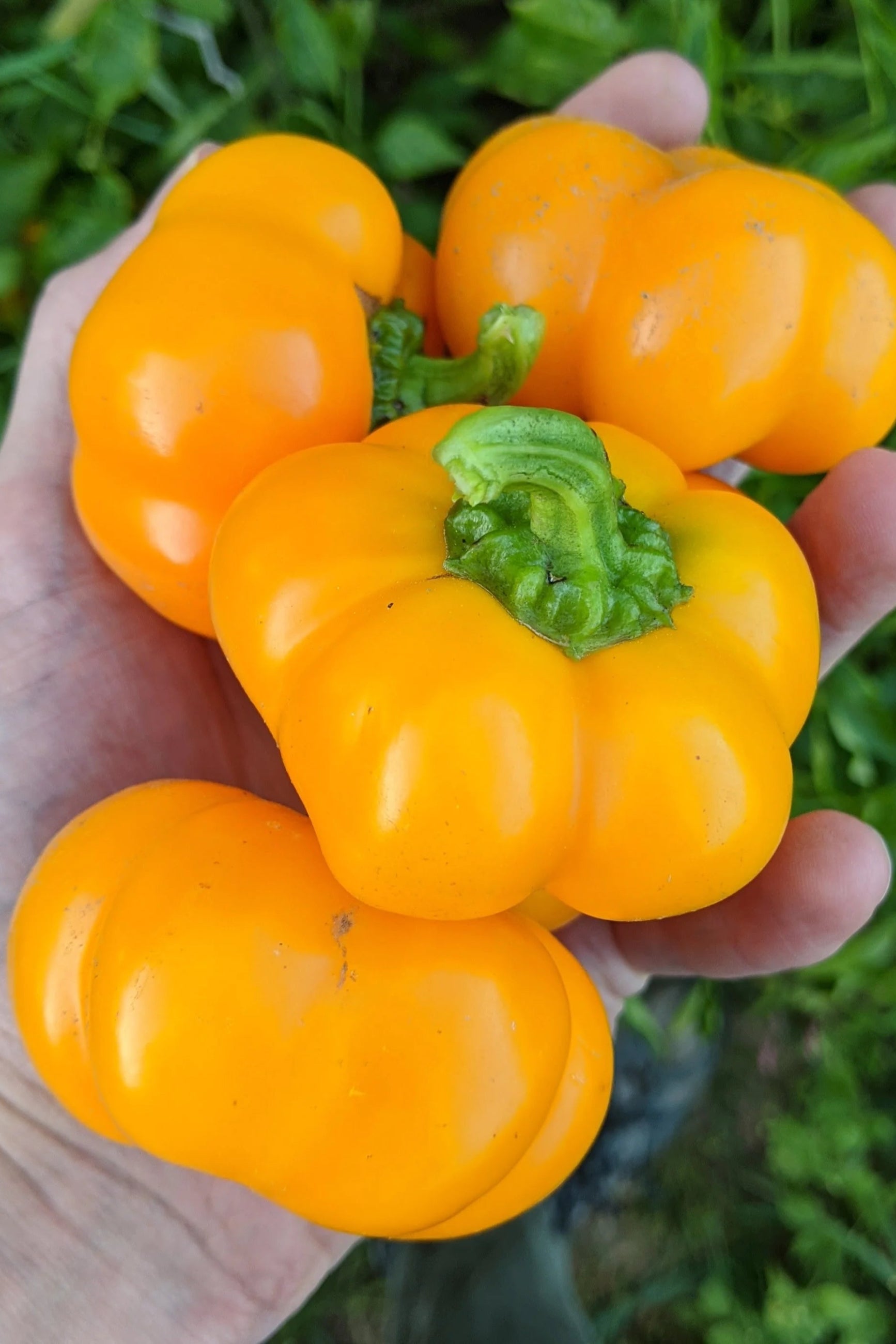Hand holding a bunch of bright yellow Doe peppers with a green leafy background ©Hudson Valley Seed Co.