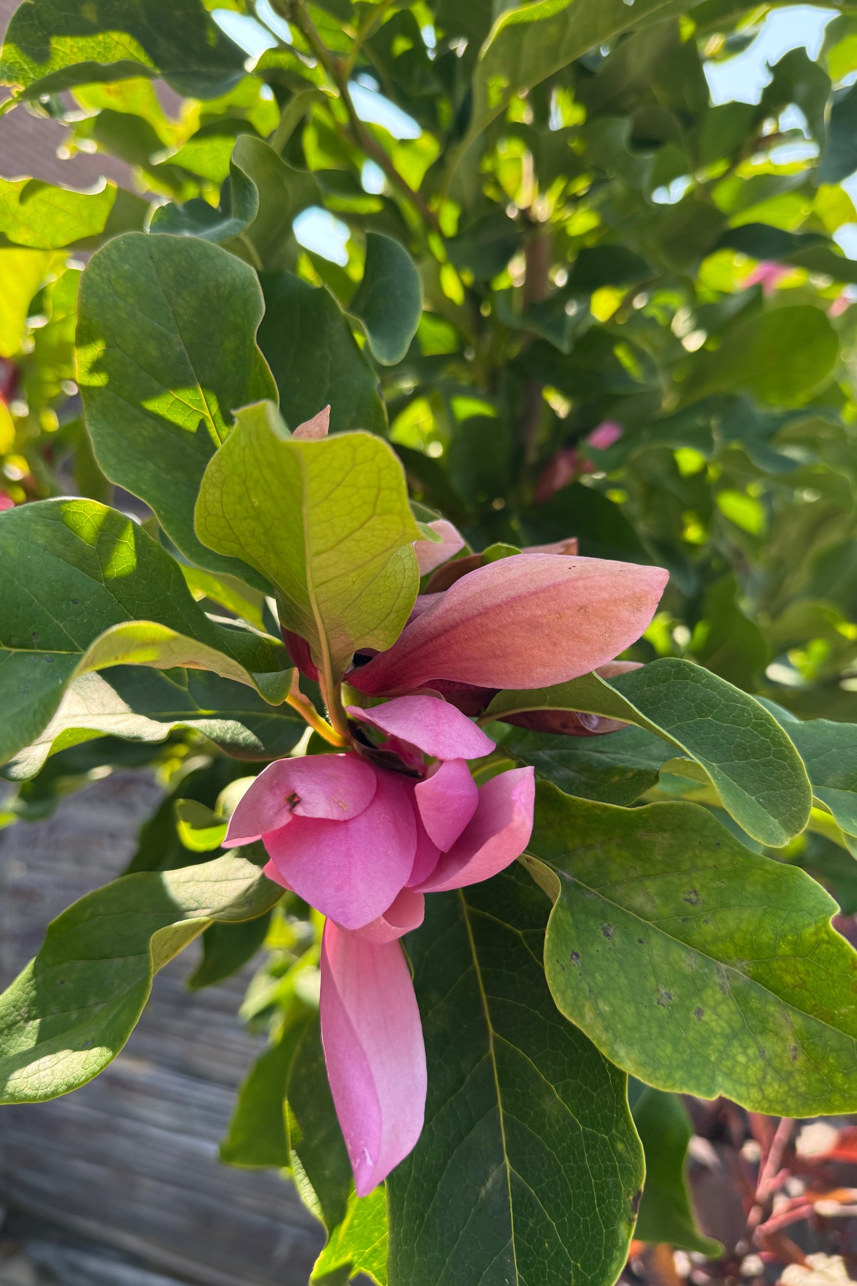 Pink flower bud among green leaves of the Magnolia 'Anne' the beginning of August ©Sprout Home
