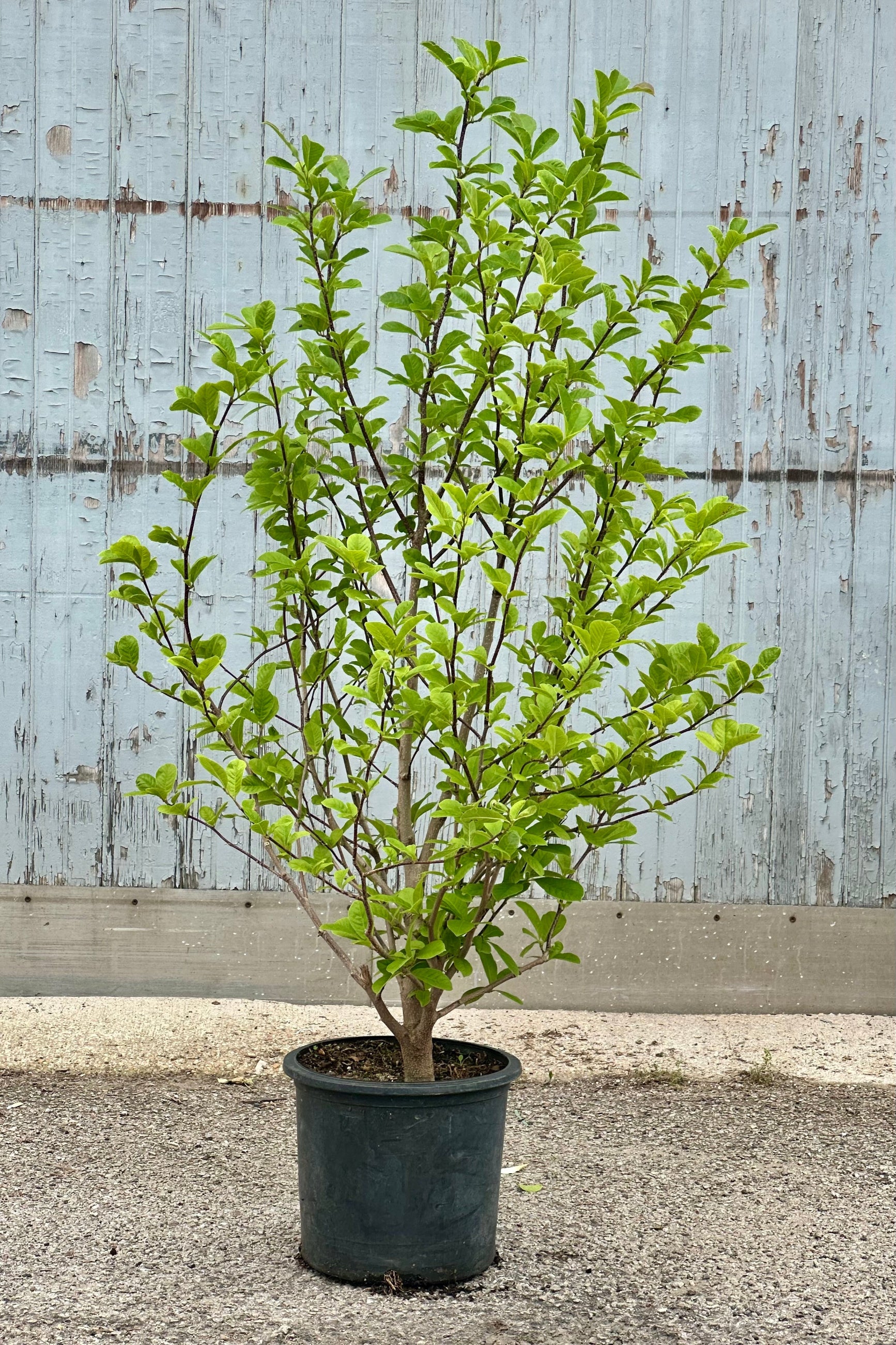 Magnolia 'Merrill-white' with its leaves out past bloom the beginning of June in a #5 growers pot. ©Sprout Home
