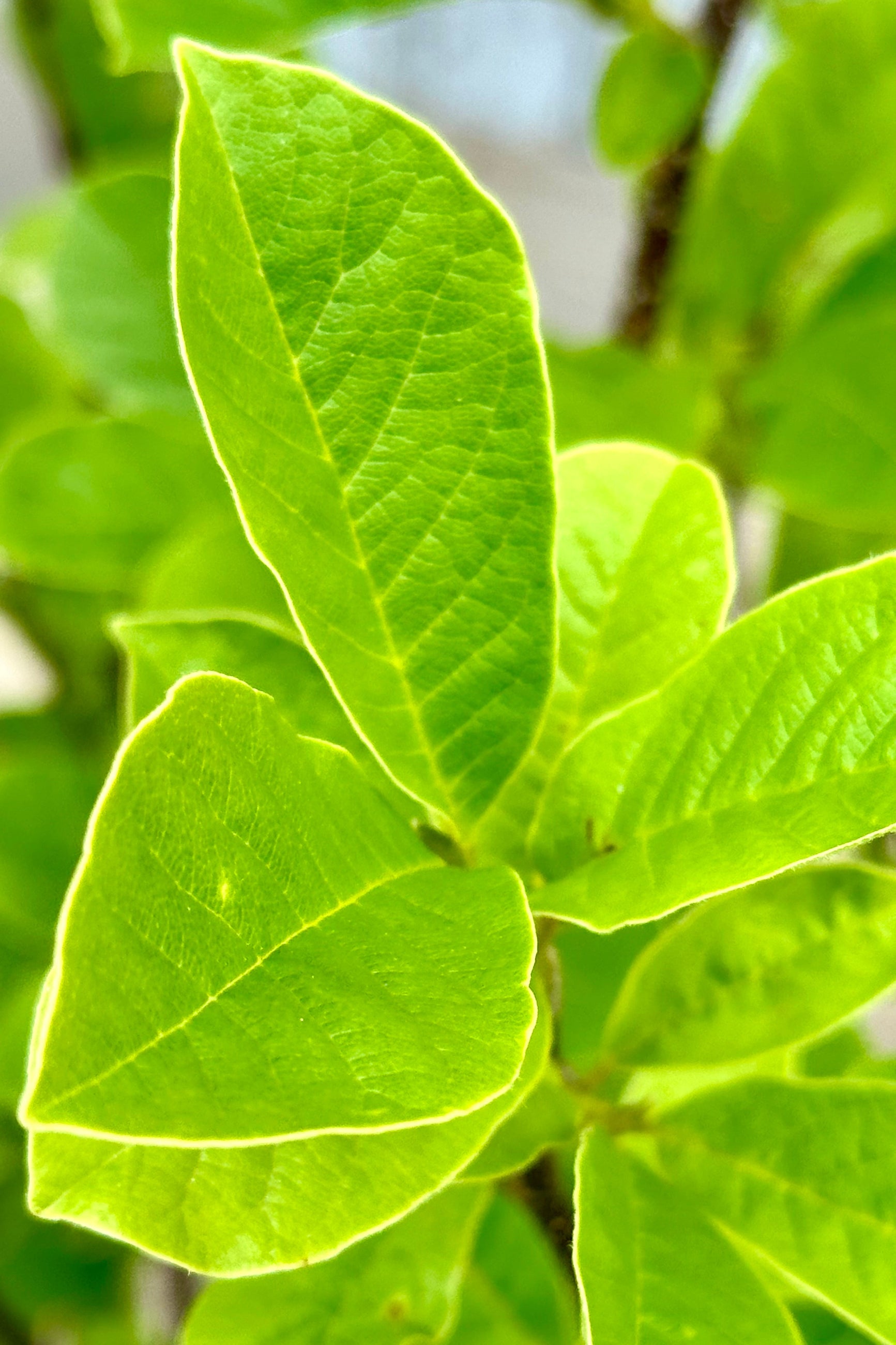 Close up of the ovate green leaves of the Magnolia 'Merrill-white' the beginning of June. ©Sprout Home