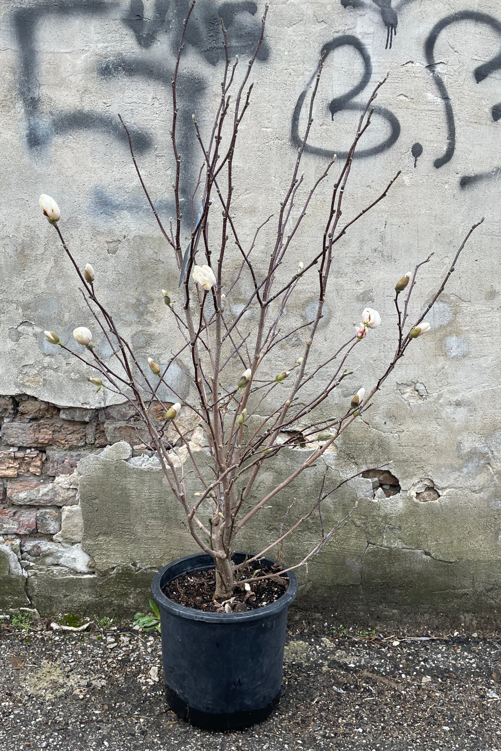 Magnolia 'Merrill-white' in a #5 growers pot just starting to bud and bloom mid to late march. ©Sprout Home