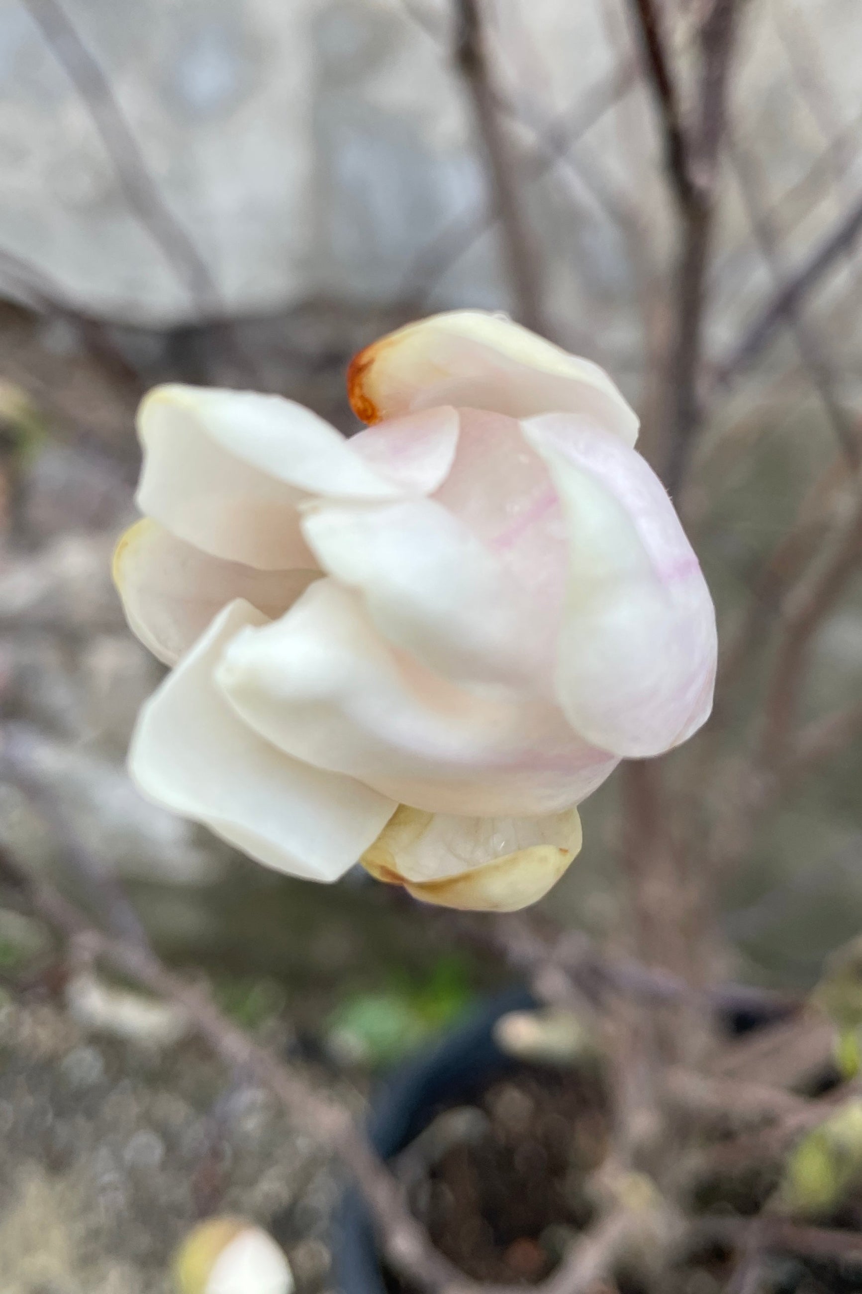 Close up of the creamy white flowers of the Magnolia 'Merrill-White' just starting to open mid to late March. ©Sprout Home