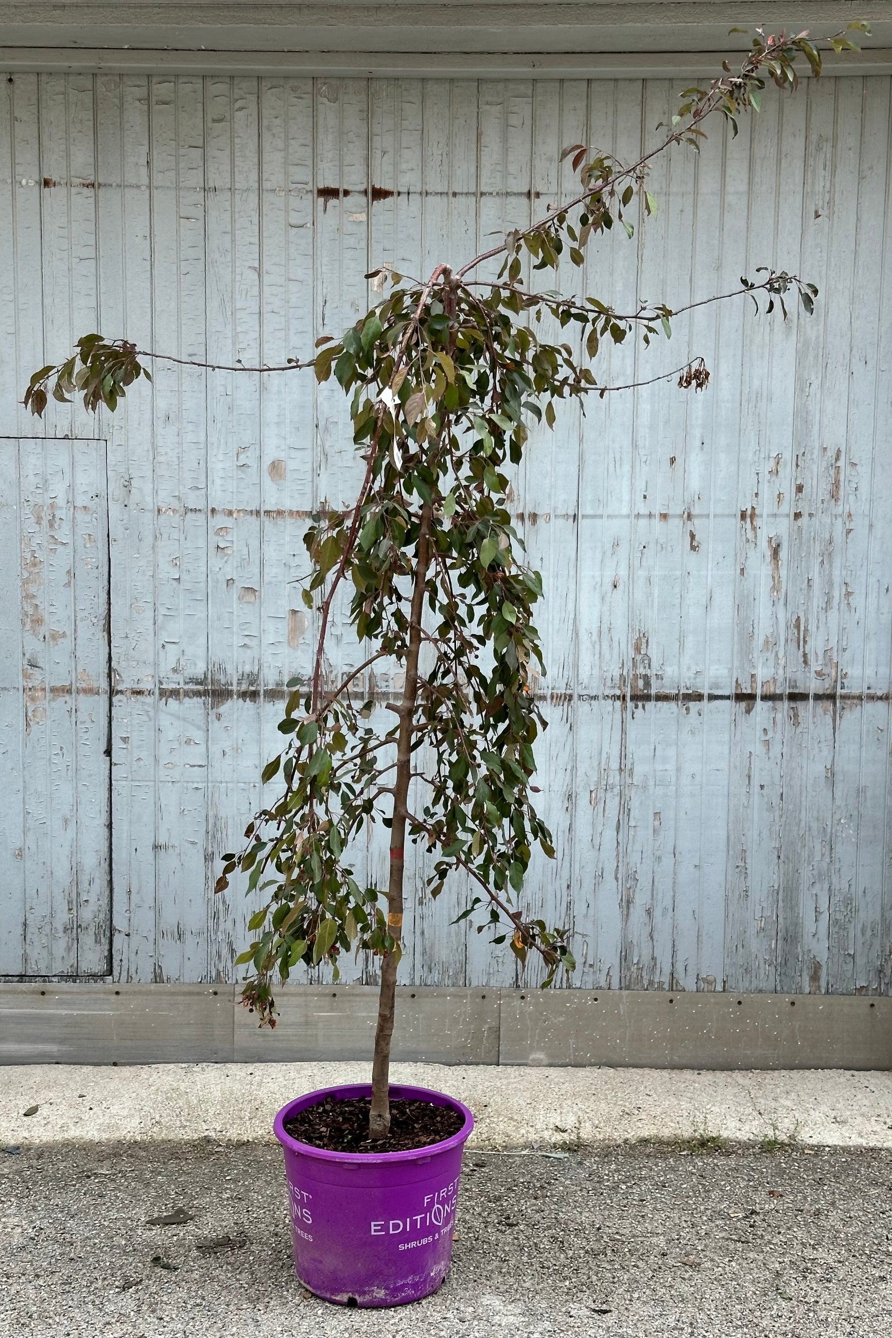 The weeping Malus 'Ruby Tears' tree in a #7 growers pot mid May after blooming. ©Sprout Home