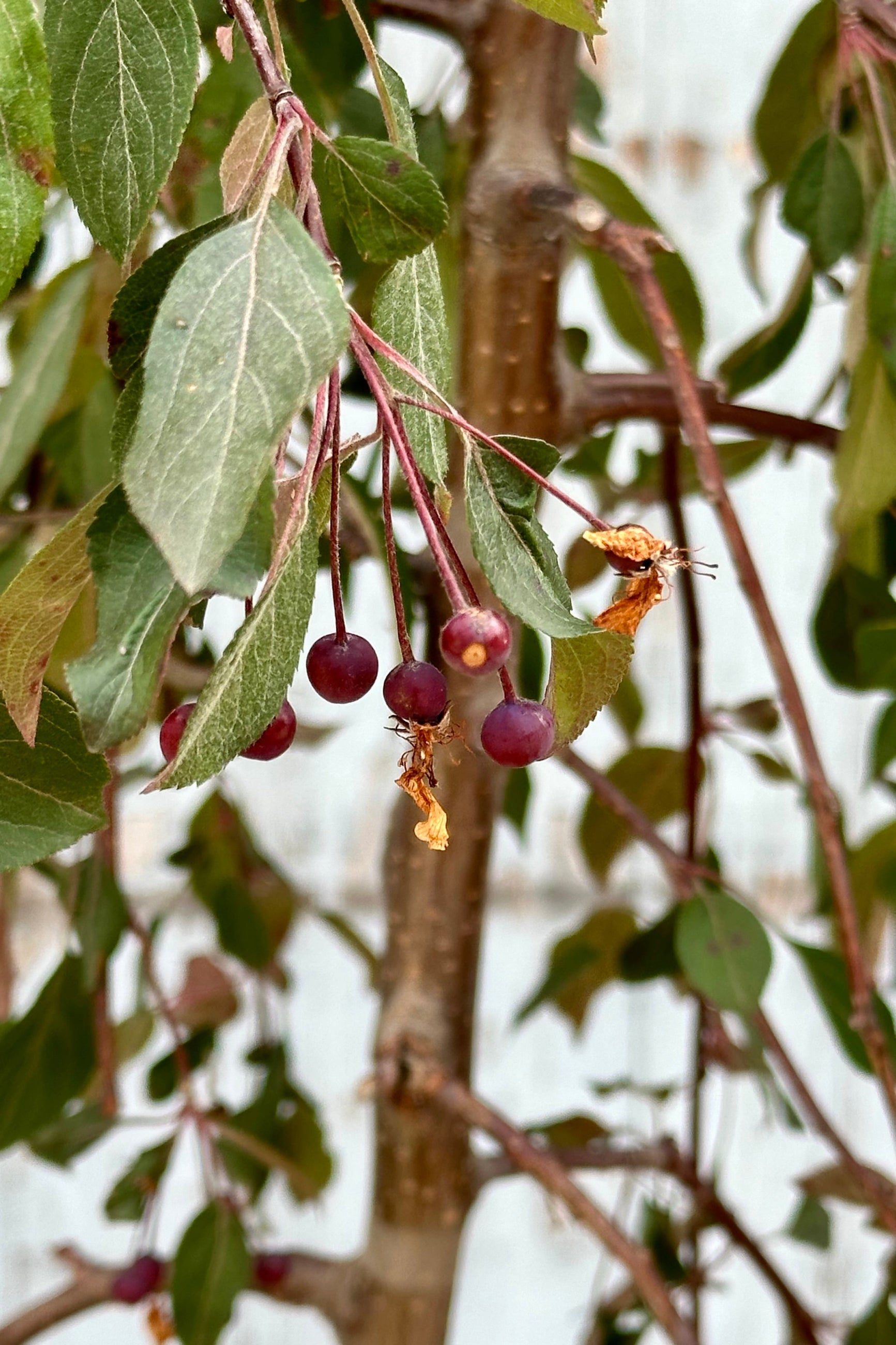 'Ruby Tears' crabapple tree mid May after blooming and starting to form fruit up close. ©Sprout Home