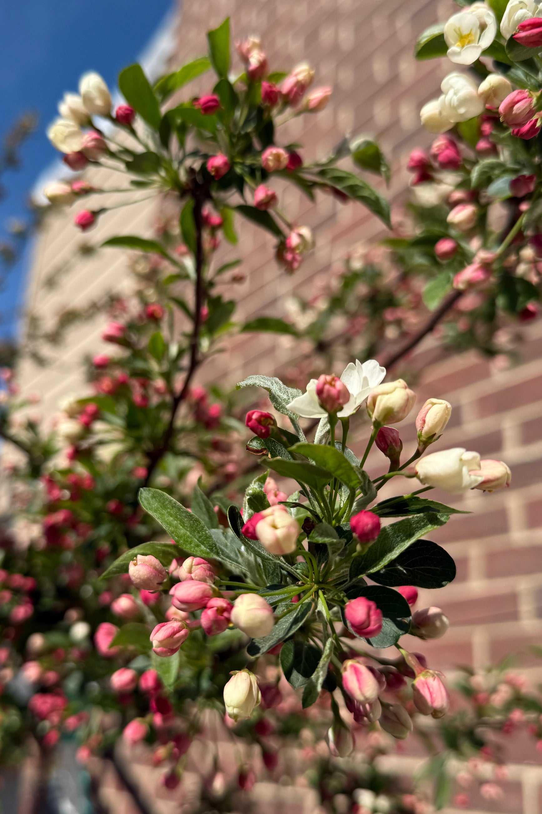 Malus 'Tina Crab' showing the bud and bloom up close the end of April ©Sprout Home