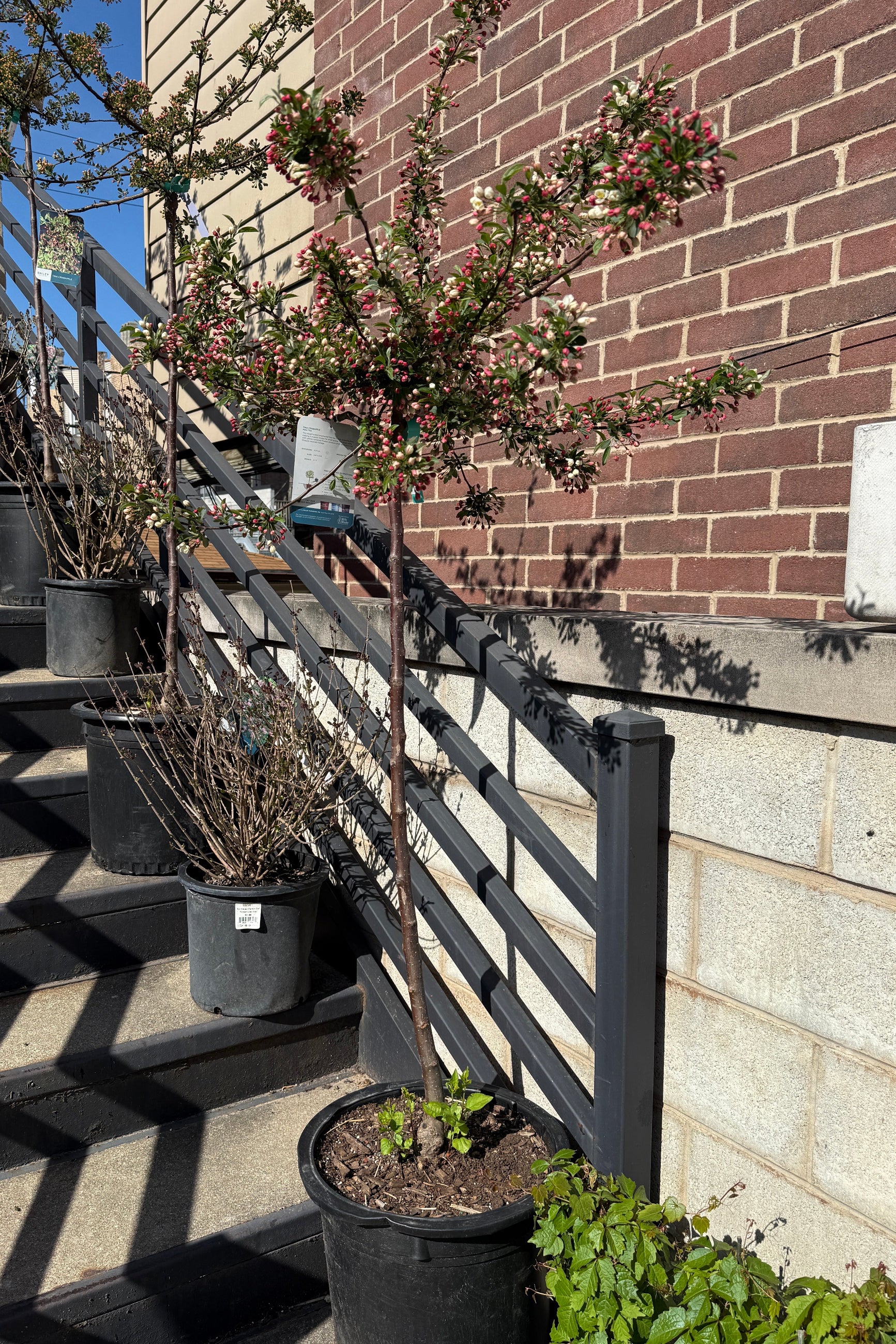 Malus 'Tina Crab' showing the bud and bloom in a #10 growers pot the end of April ©Sprout Home
