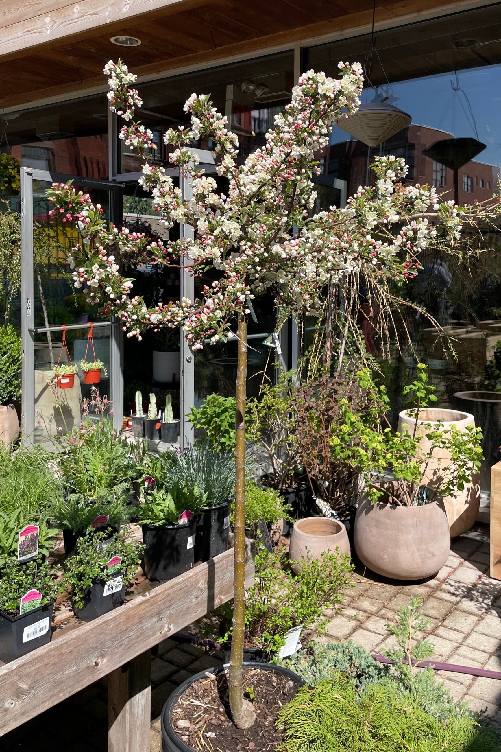 Malus 'Tina' crabtree covered in white blooms the end of April in the Sprout Home yard. ©Sprout Home
