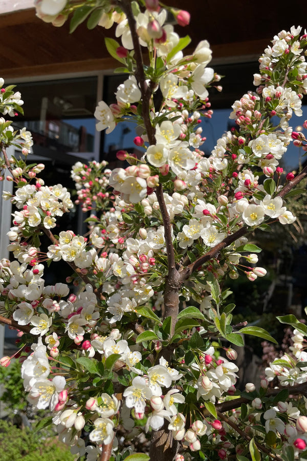 The plethora of white blooms on the Malus 'Tina' crab tree the end of April at Sprout Home. 