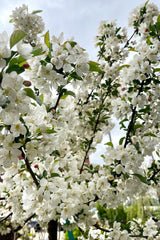 Fully covered in white flowers the beginning of May - the Malus 'Tina'