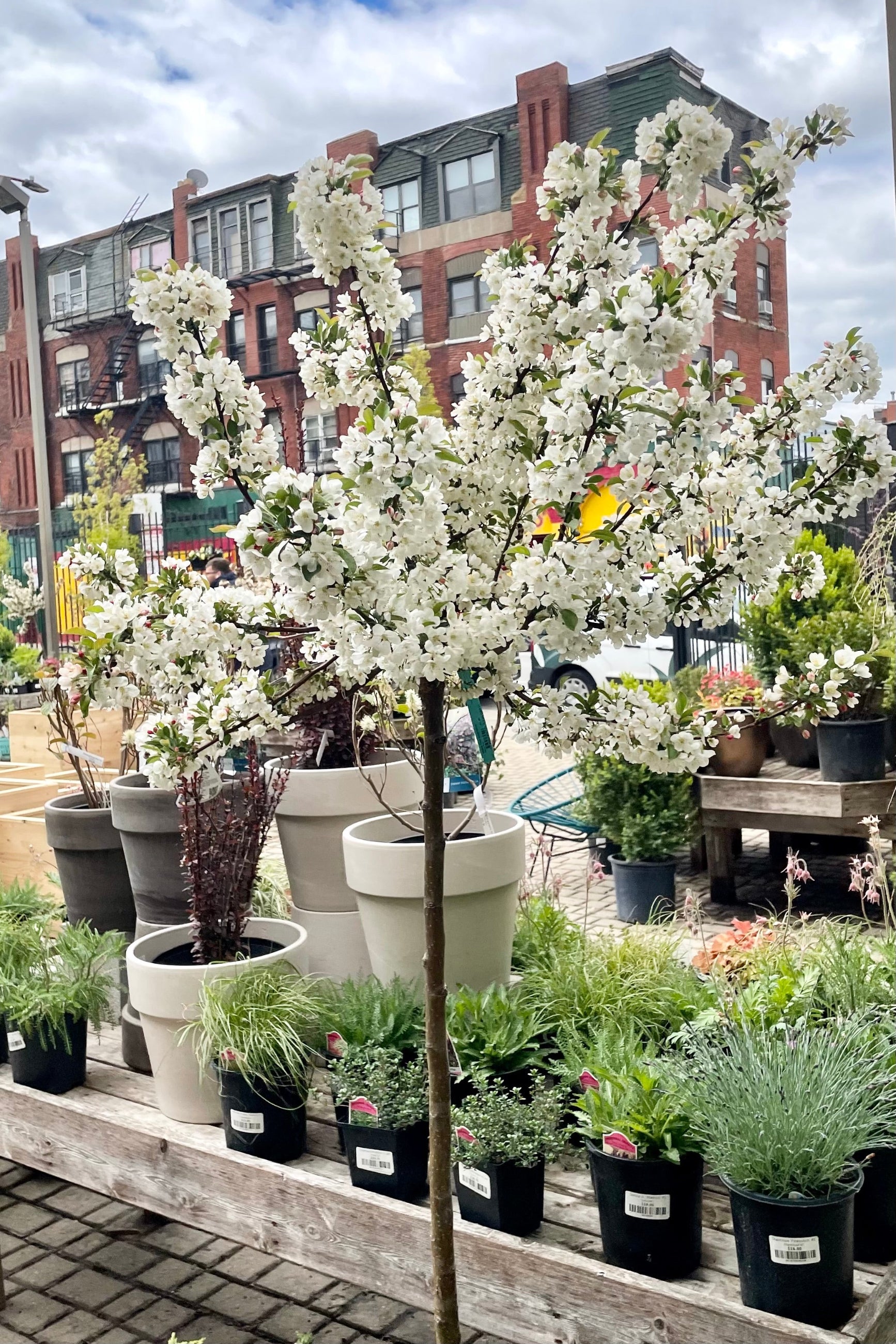 Malus 'Tina' fully covered in white flowers the beginning of May in the Sprout Home yard. ©Sprout Home