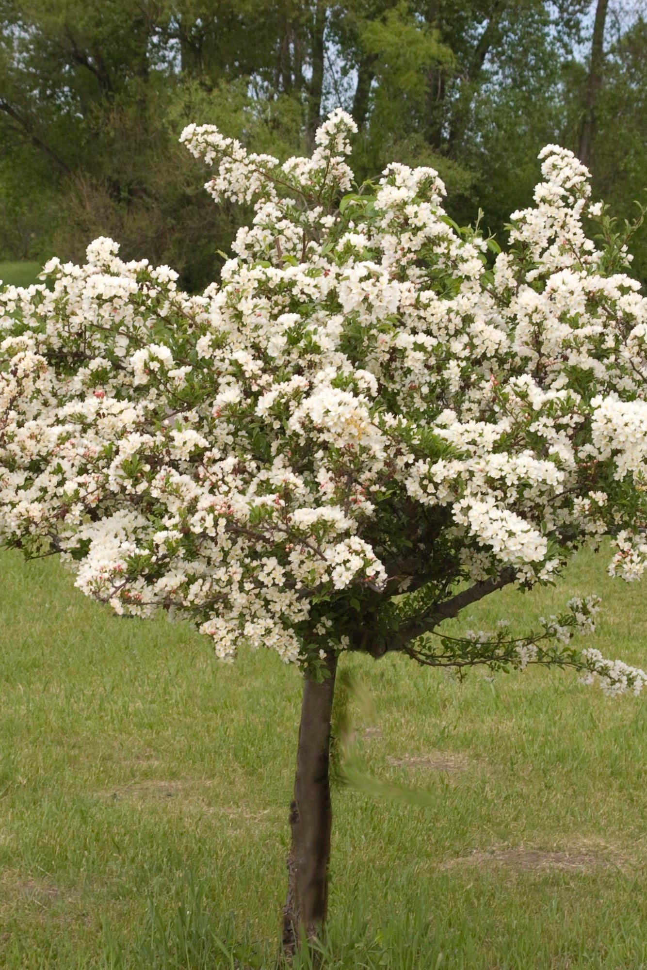 Malus 'Tina' crab tree in bloom and planted in the landscape