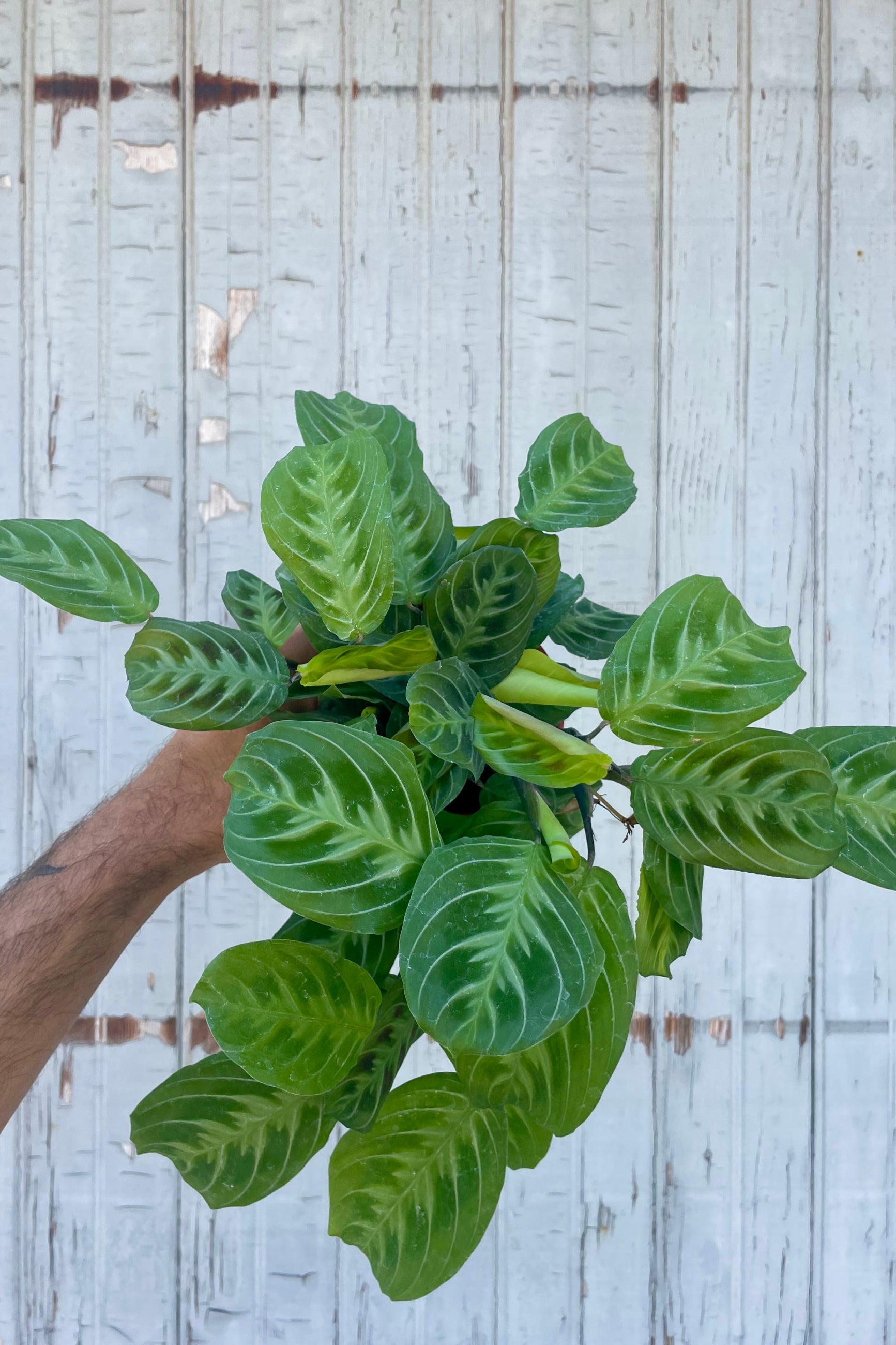 Green leafy plant held by a hand against a light wooden panel background. Maranta 'Cat's Moustache' ©Sprout Home