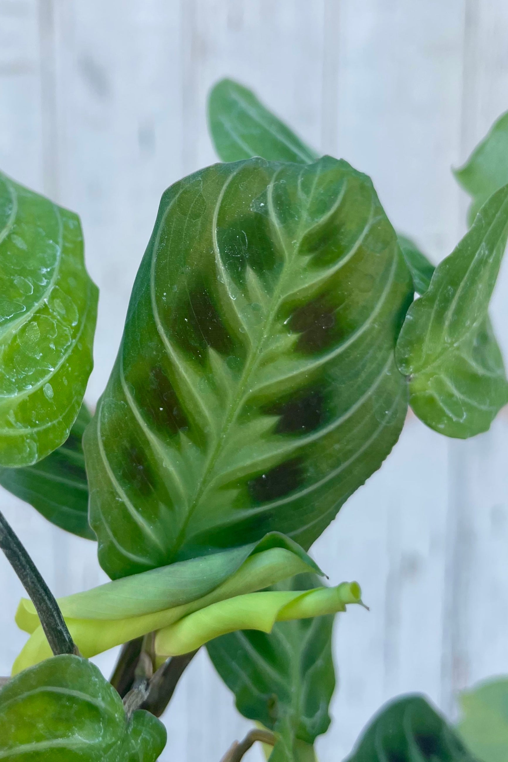 Green leafy plant against a light wooden panel background. Maranta 'Cat's Moustache' ©Sprout Home