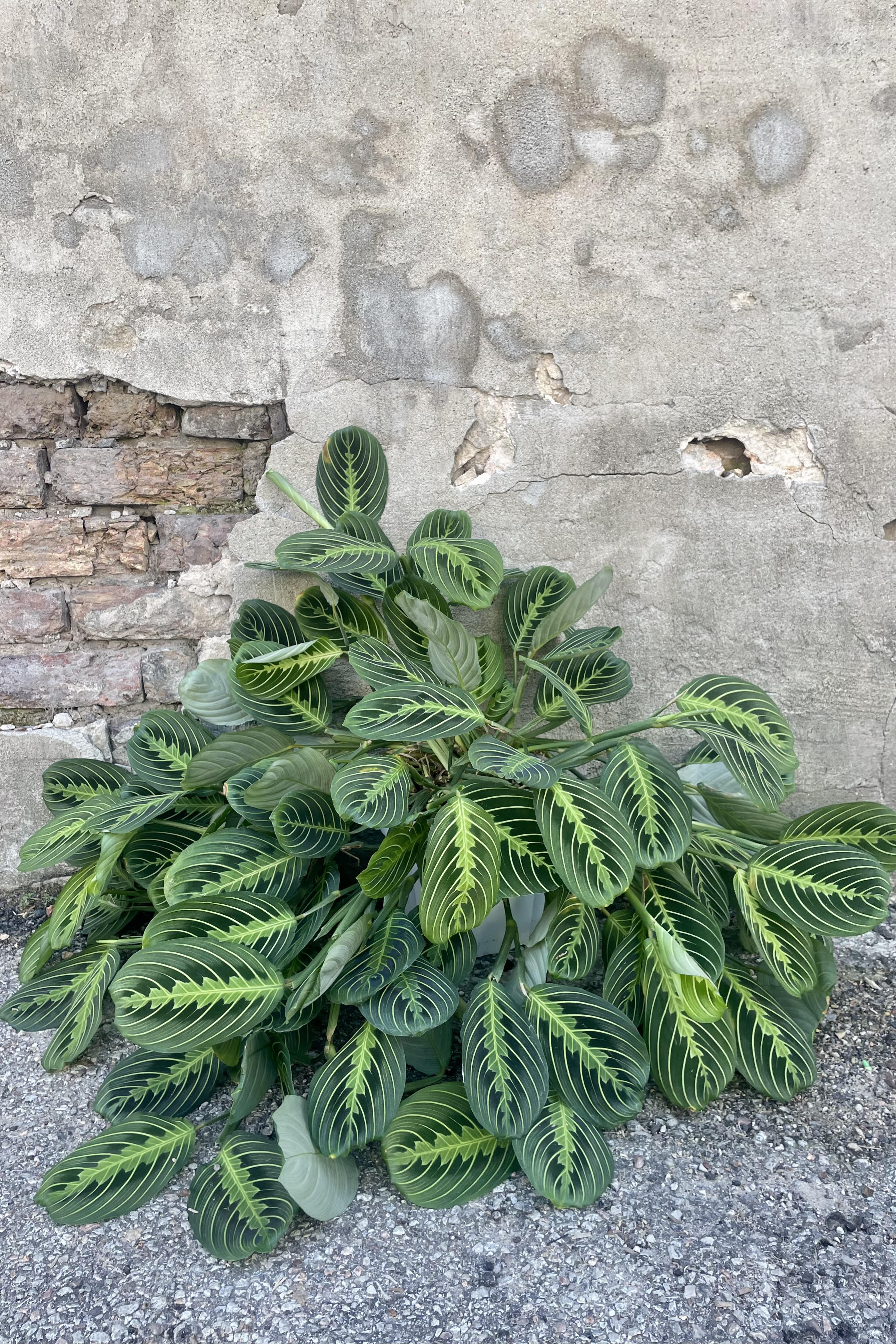 Photo of Maranta Prayer Plant 'Lemon Lime' against a cement wall.