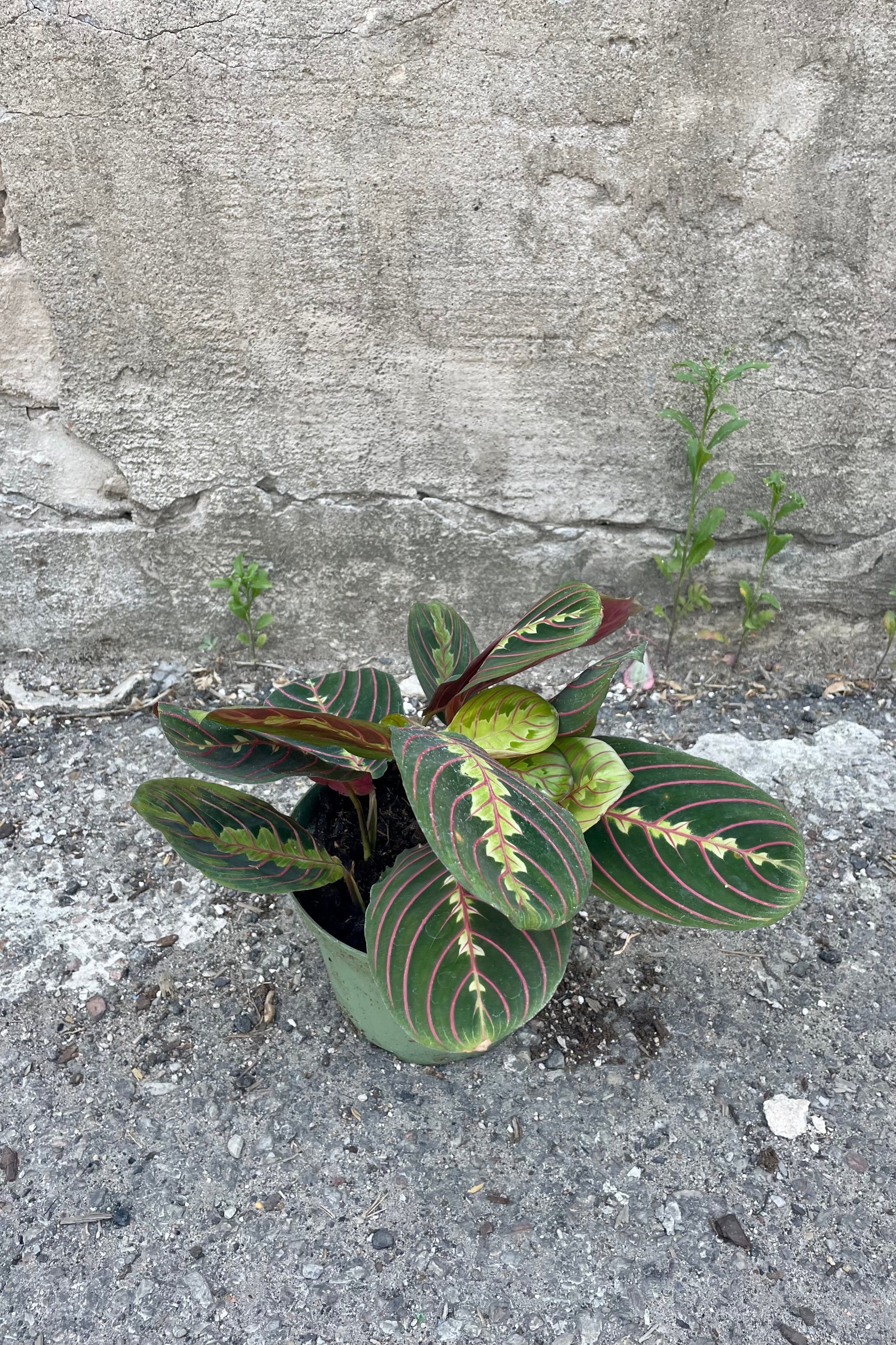 Photo of pink striped green leaves of Maranta 'Pinstripe' Prayer plant in a nursery pot against a concrete wall. ©Sprout Home