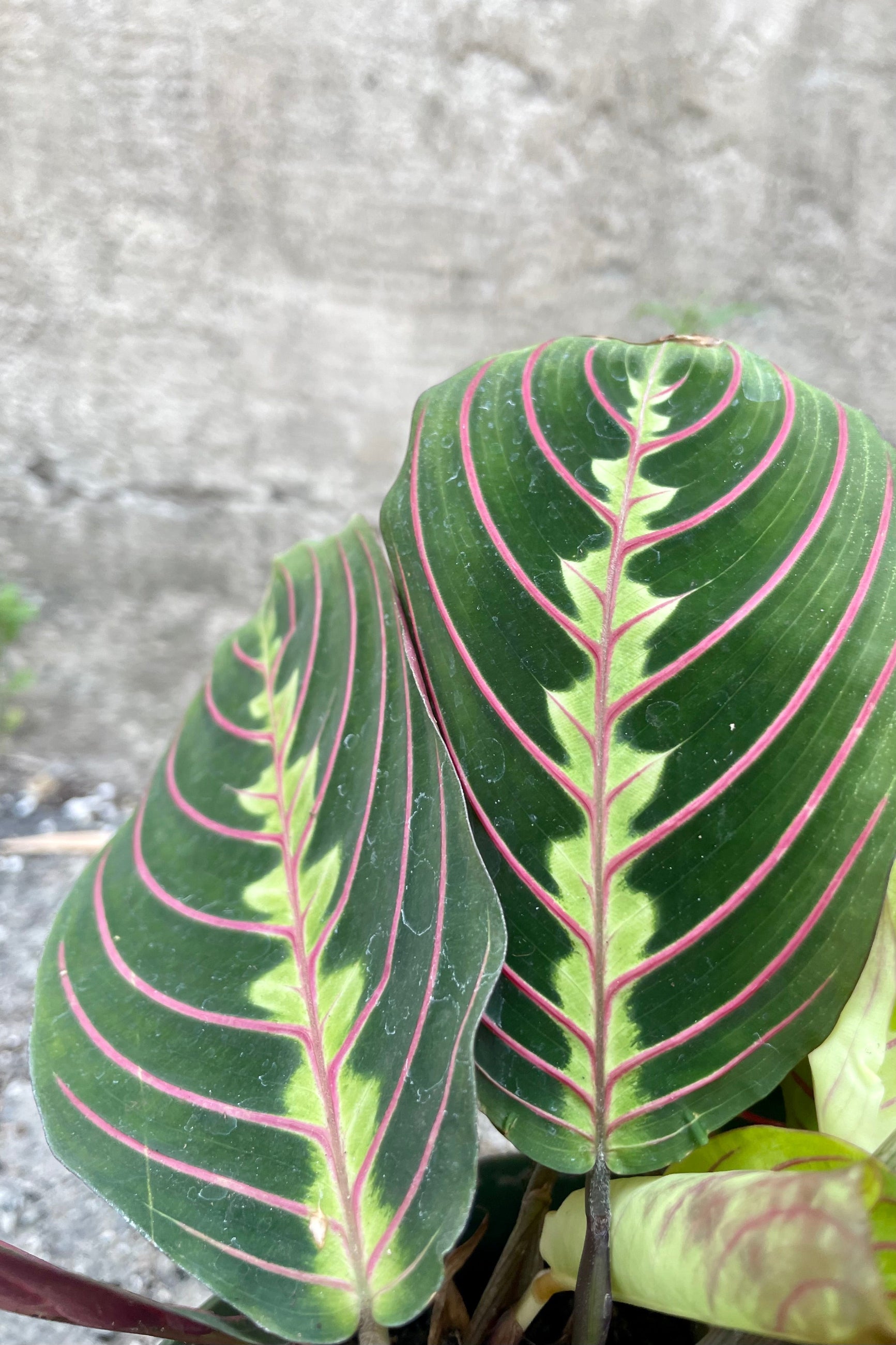 Close up photo of pink striped green leaves and Maranta 'Pinstripe' Prayer plant against a concrete wall ©Sprout Home