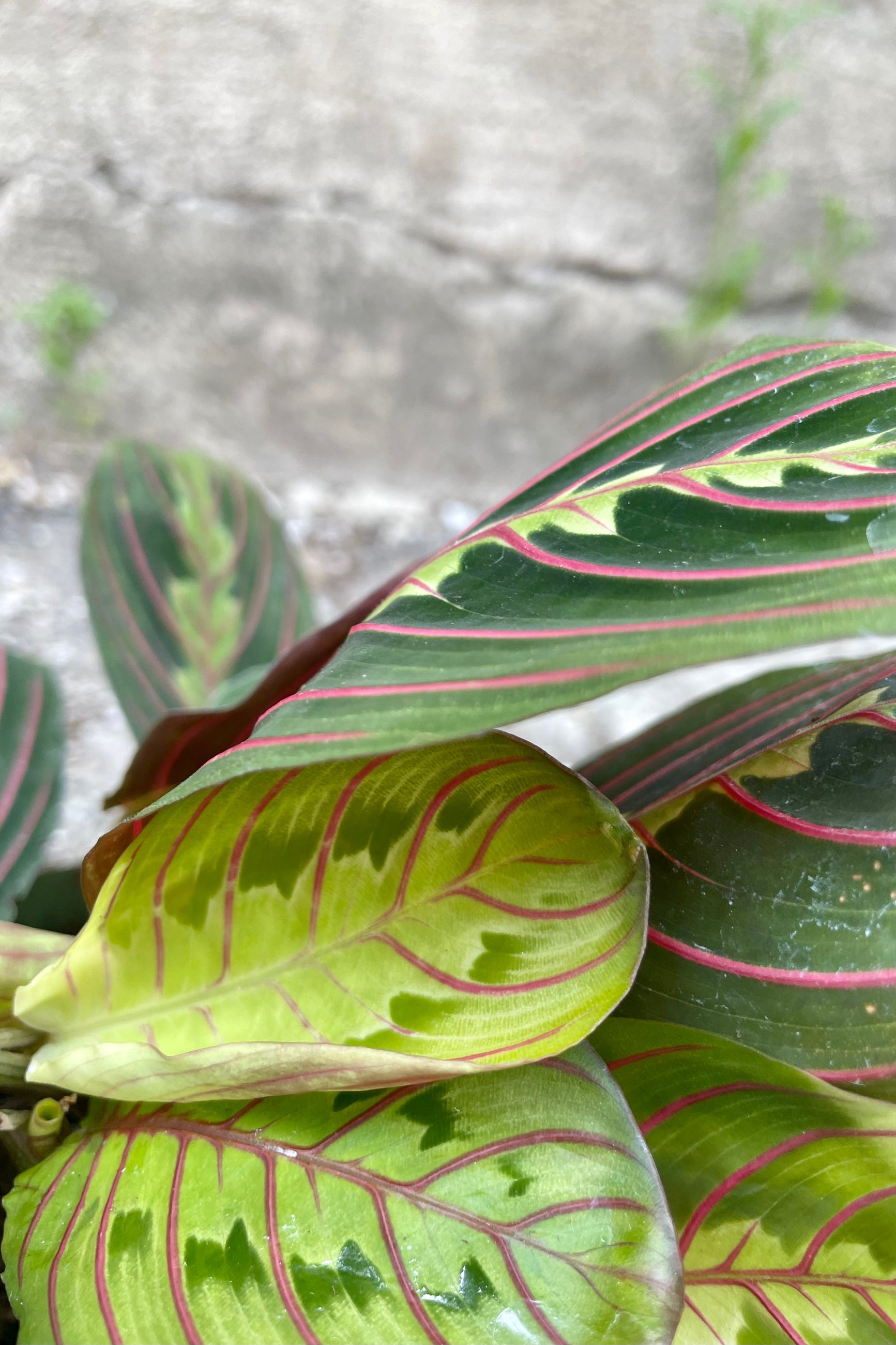 Close up photo of pink striped green leaves and Maranta 'Pinstripe' Prayer plant against a concrete wall ©Sprout Home
