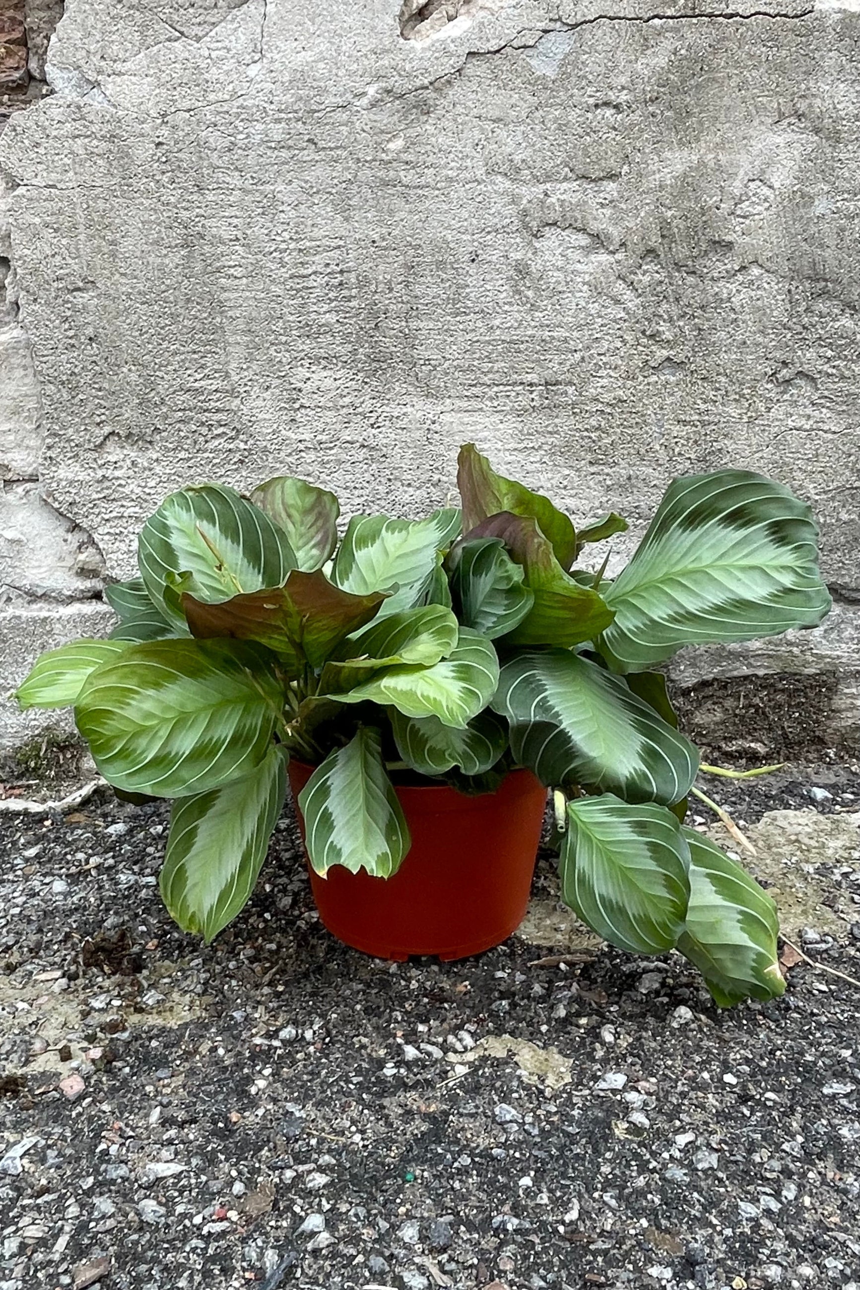 Maranta 'Silver Band' in a 6" growers pot sitting in front of a concrete wall. ©Sprout Home