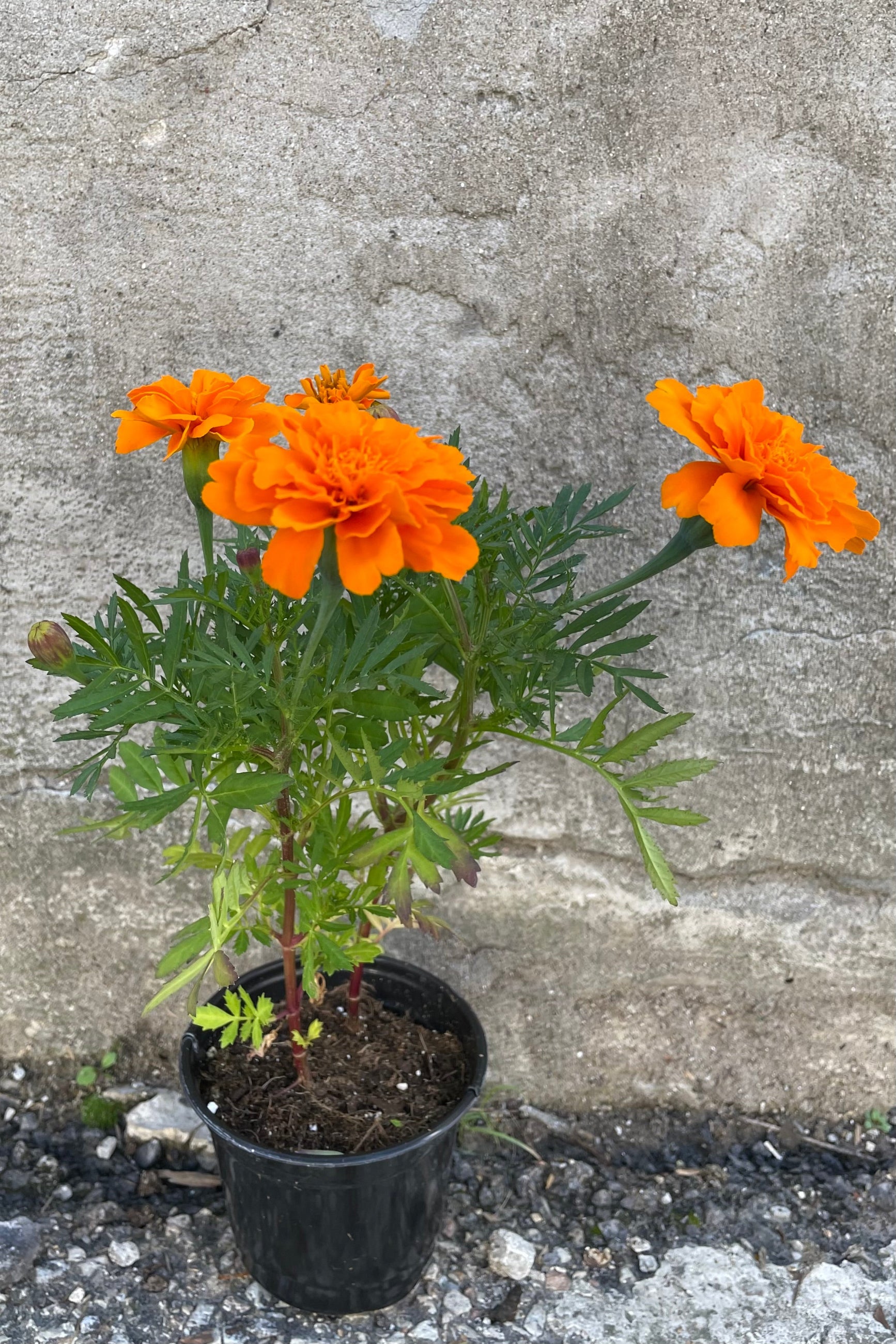 Marigold 'Durango Tangerine' in a 4.5" growers pot in September. ©Sprout Home