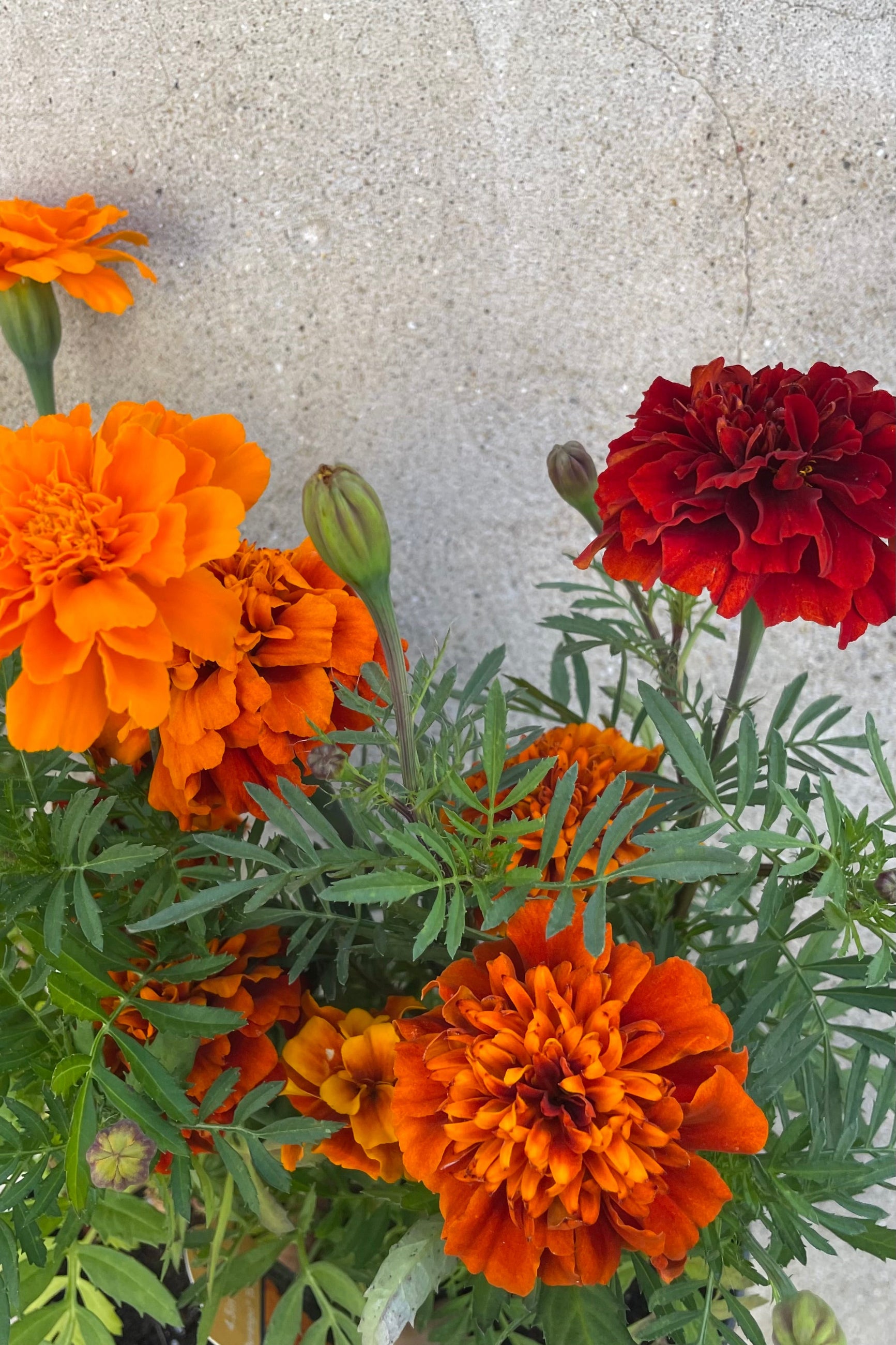 Detail picture of mixed Marigolds in September. ©Sprout Home