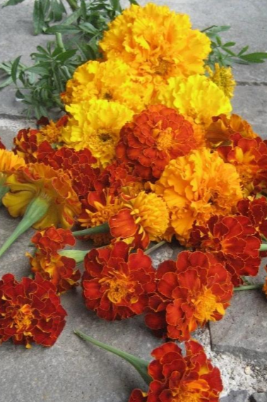 Marigold Medley flowers in a bunch with its various colors of yellow and orange by Hudson Valley Seed Company. ©Hudson Valley Seed Co.