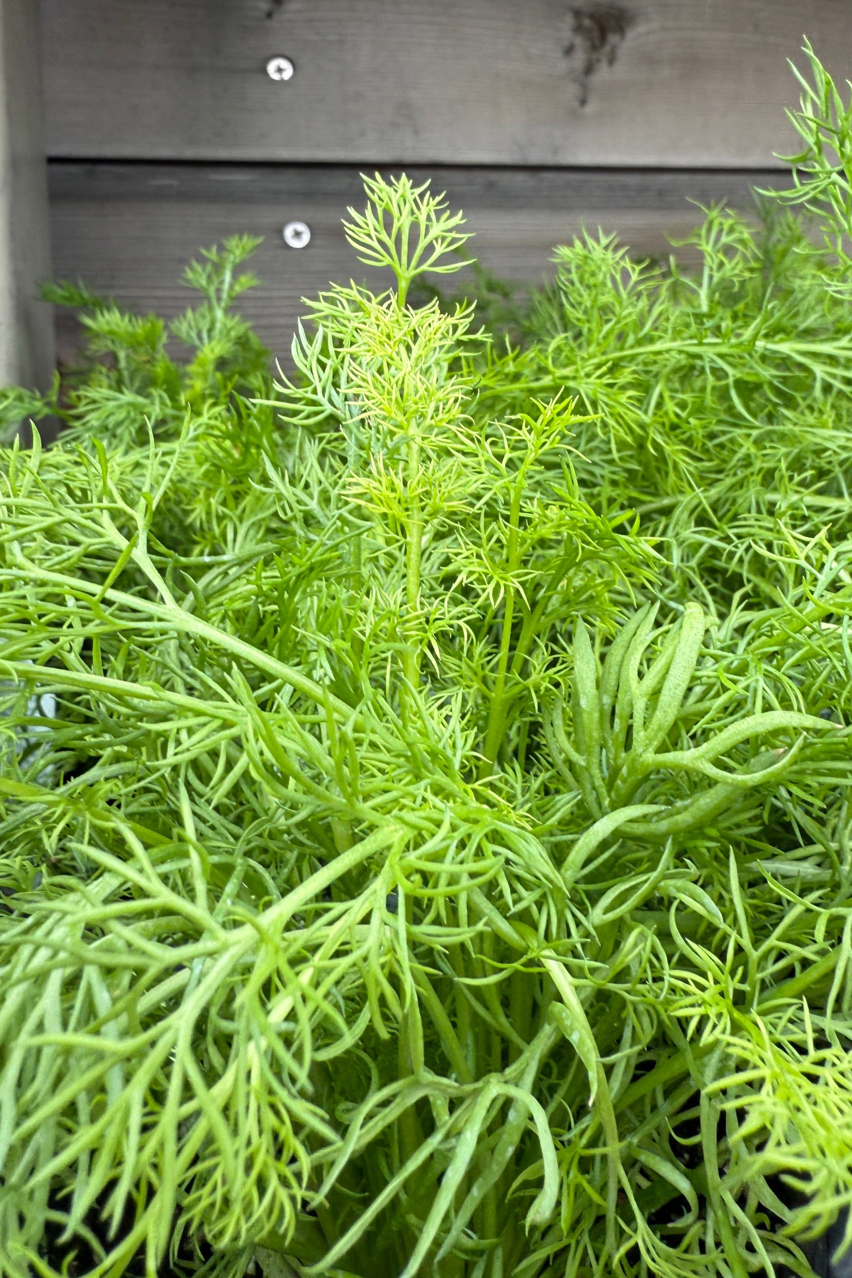 Chamomile leaves up close in April ©Sprout Home