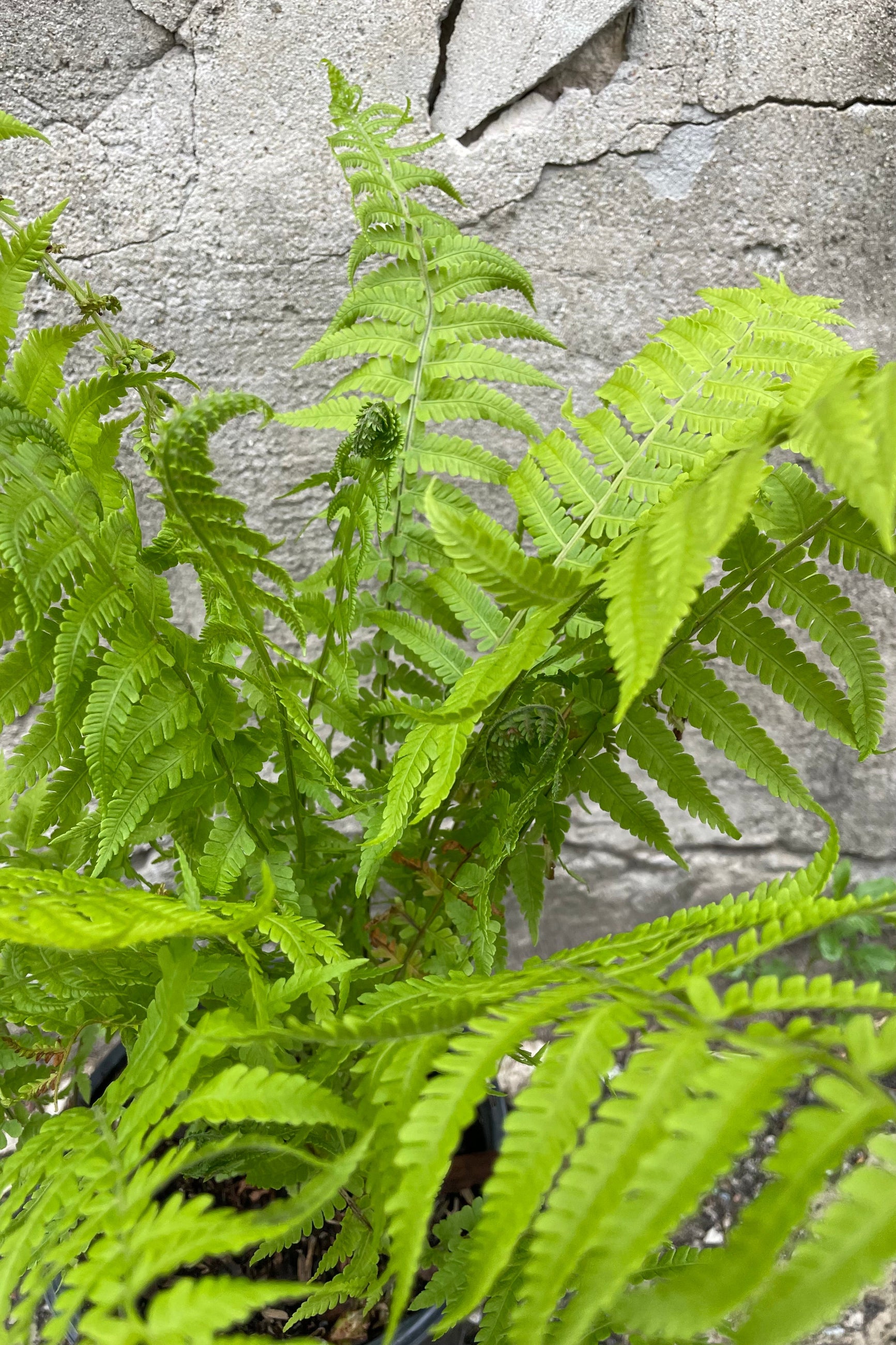 An up close picture of the frilly and soft looking leaves of the Matteauccia pensylvanica middle of May against a concrete wall. ©Sprout Home
