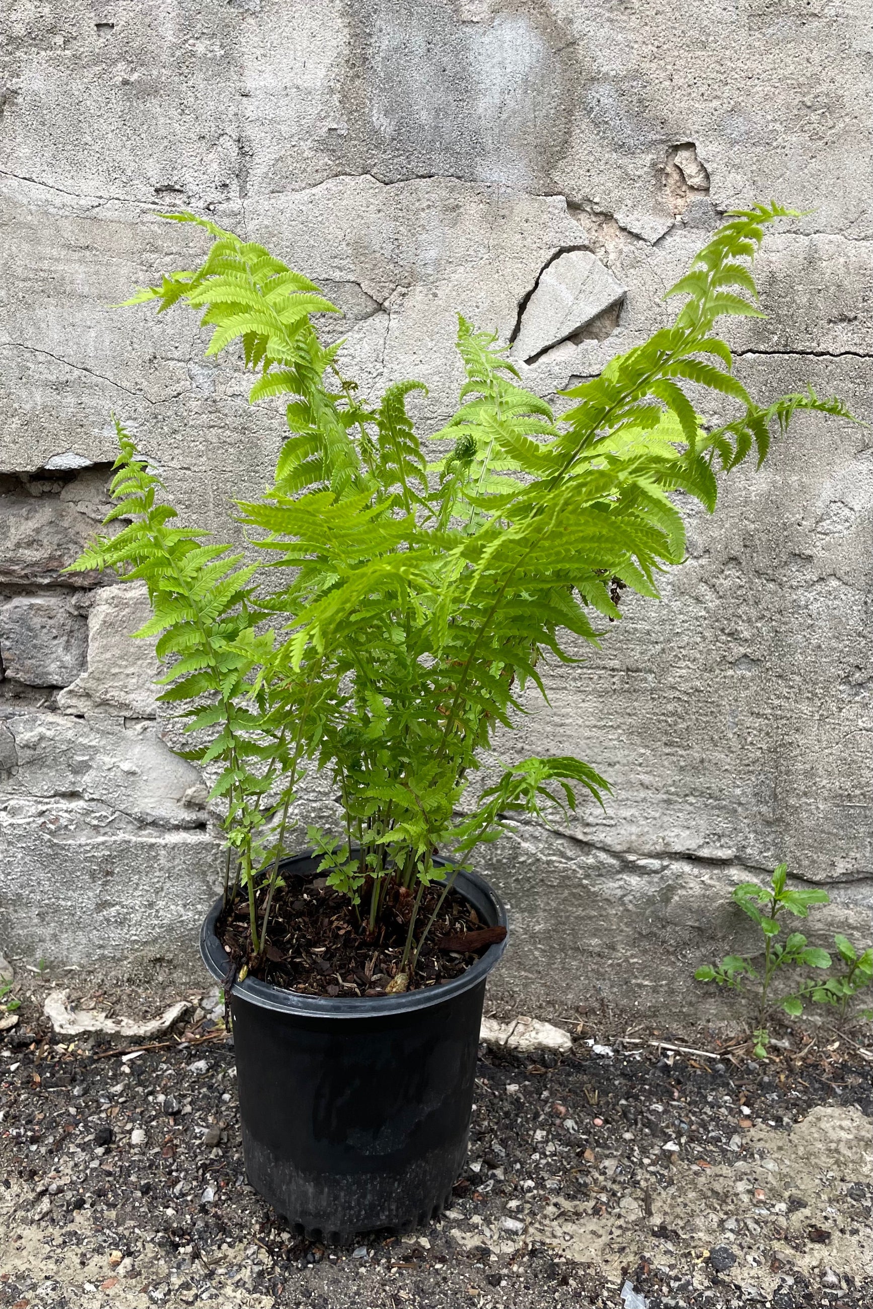Metteuccia subsp. pensylvanica in a #1 pot the middle of May with fresh green fronds standing against a concrete wall. ©Sprout Home