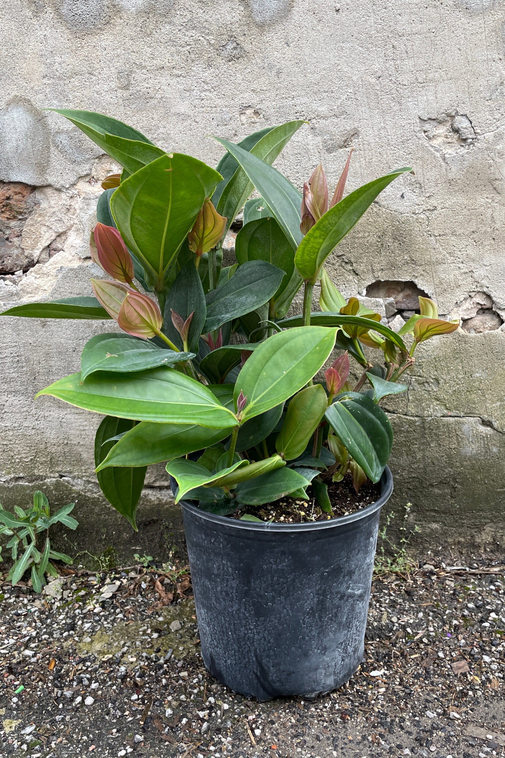 Medinilla myriantha in a 10" growers pot at Sprout Home. ©Sprout Home
